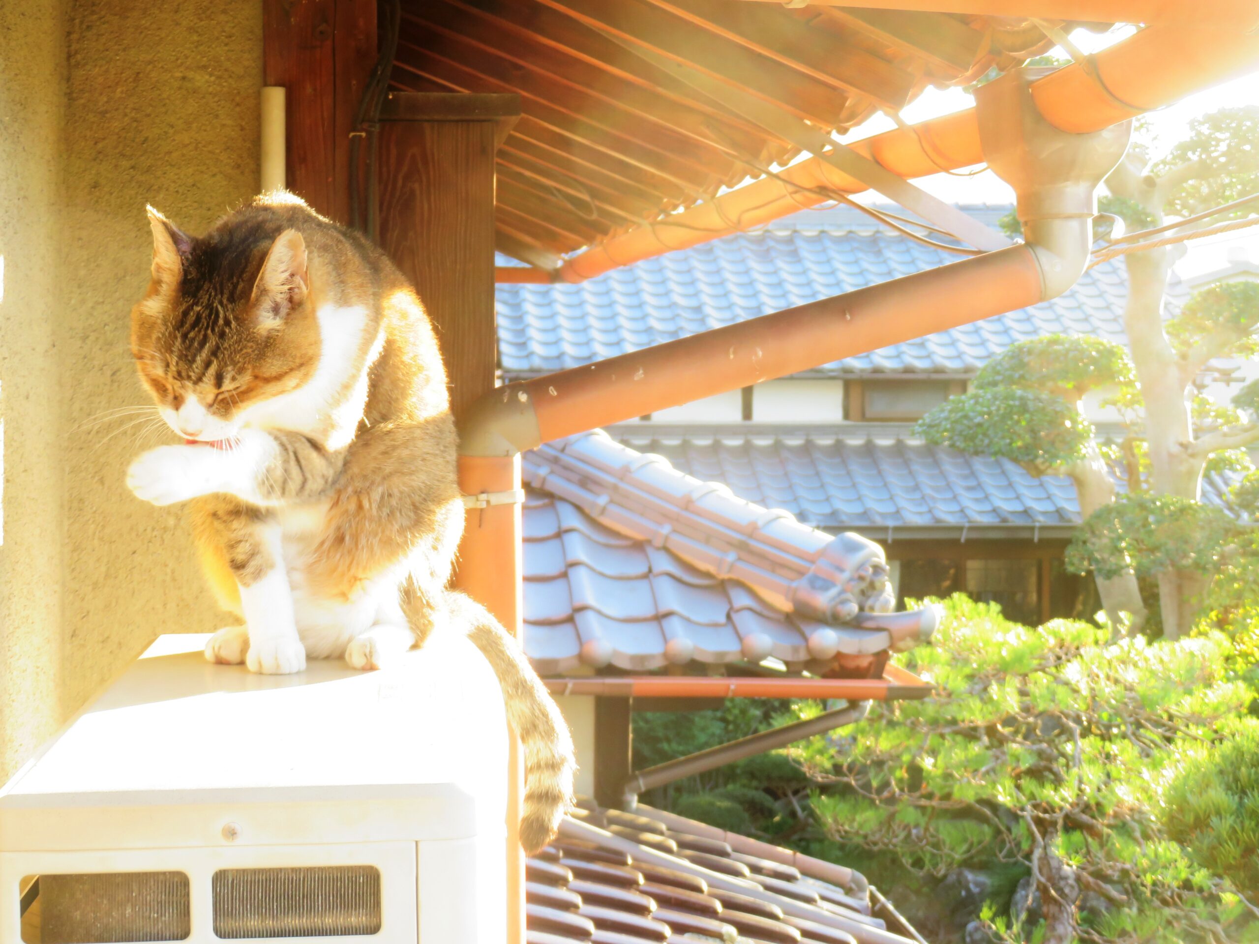 ねこ、風太　毛づくろい