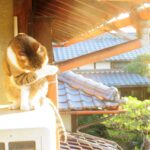 ねこ、風太　毛づくろい