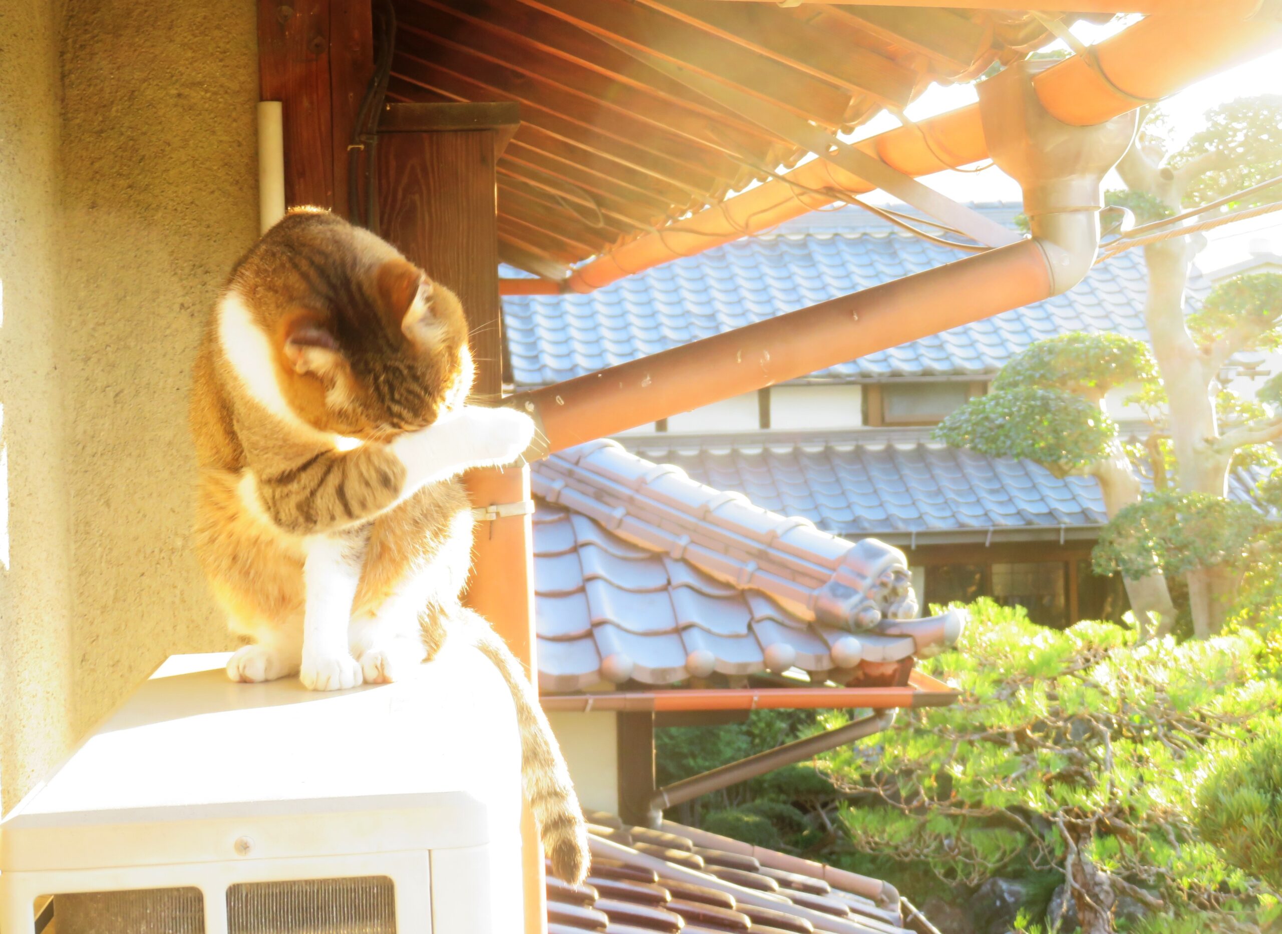 ねこ、風太　毛づくろい