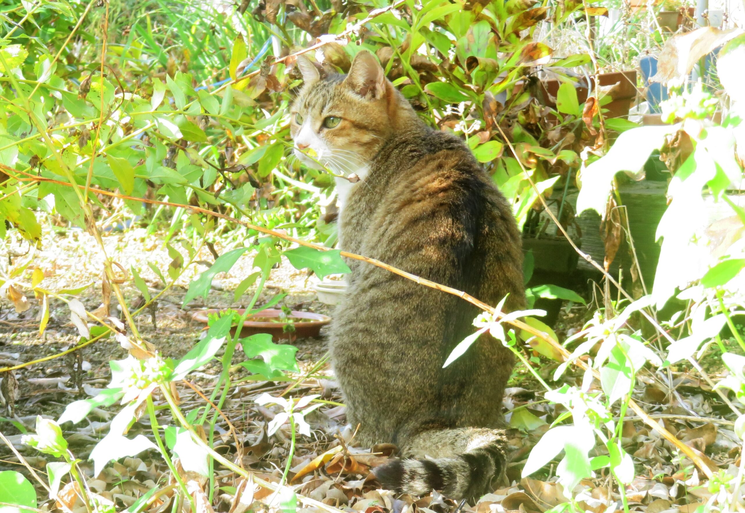 ねこ、風太　巡回