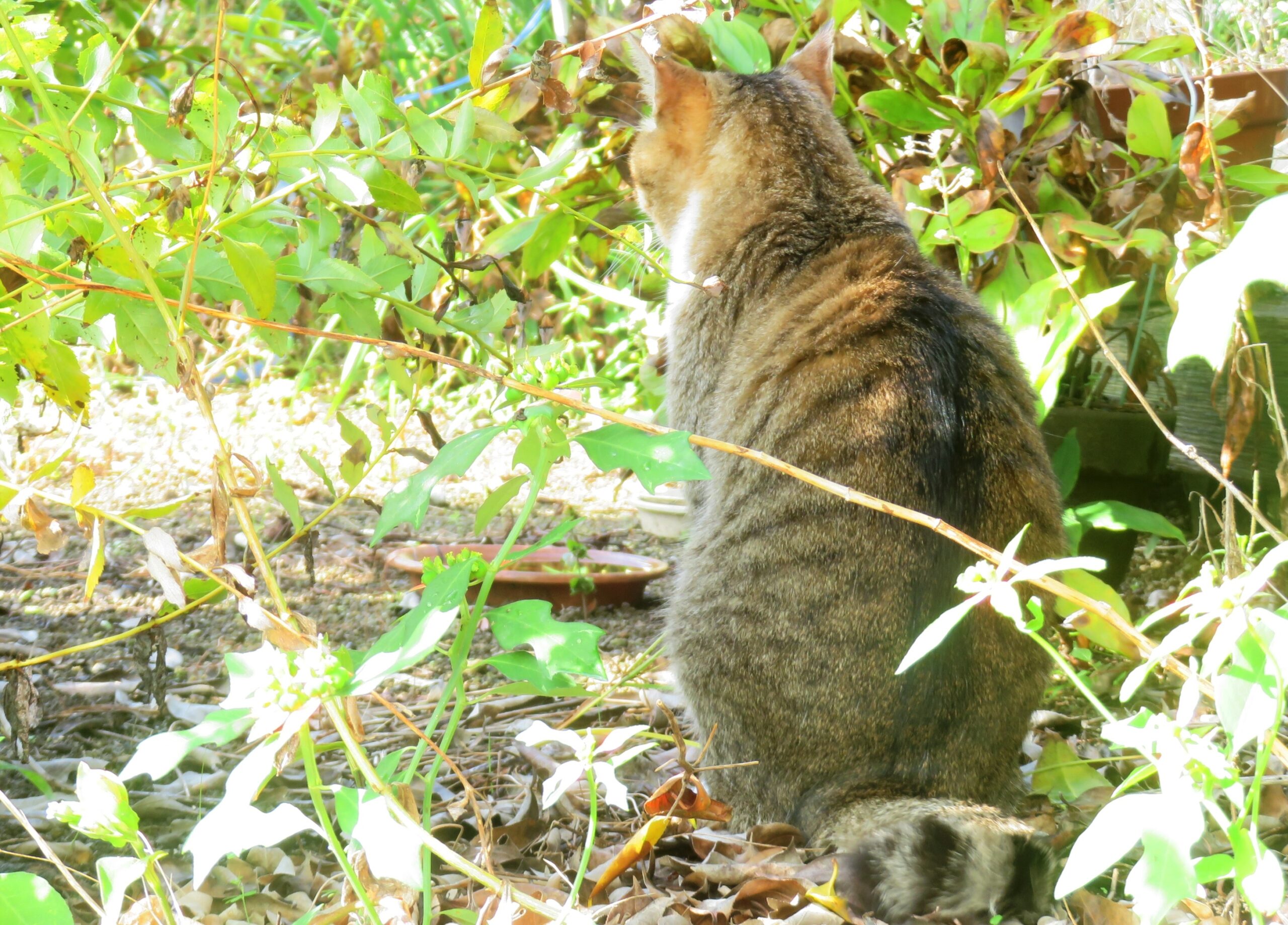 ねこ、風太　巡回