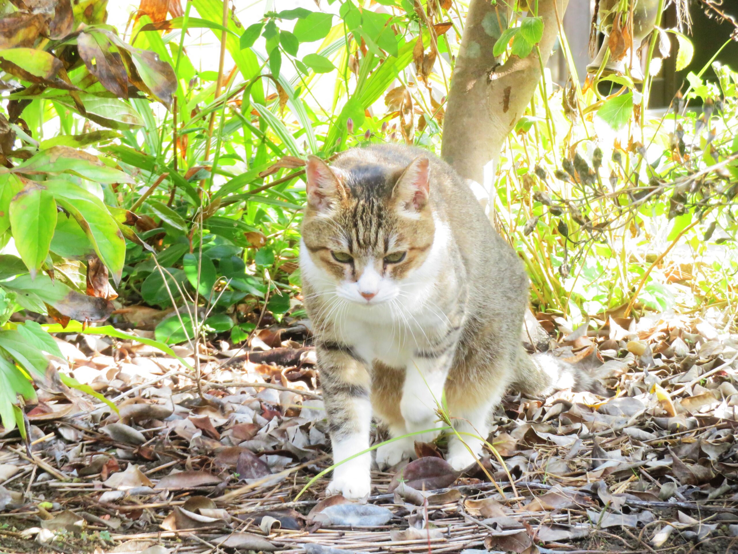 ねこ、風太　巡回