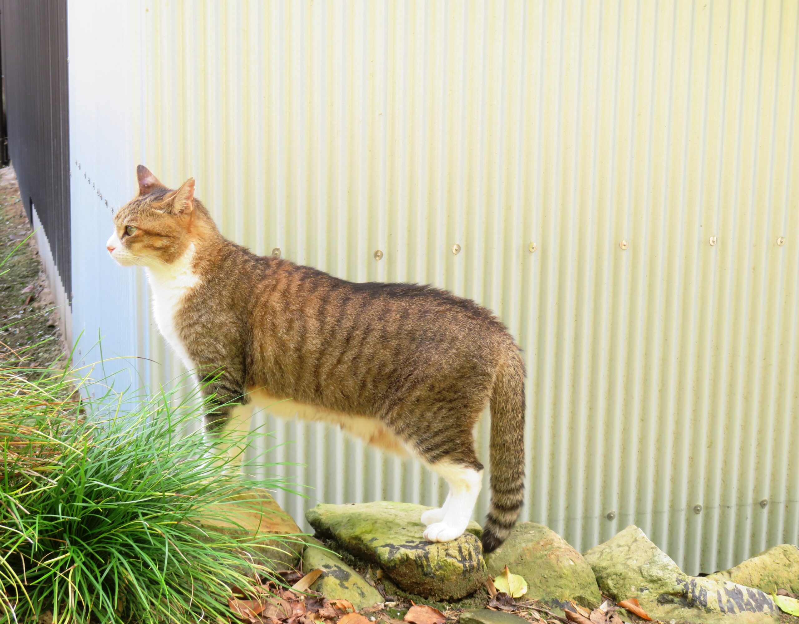 ねこ、風太　巡回