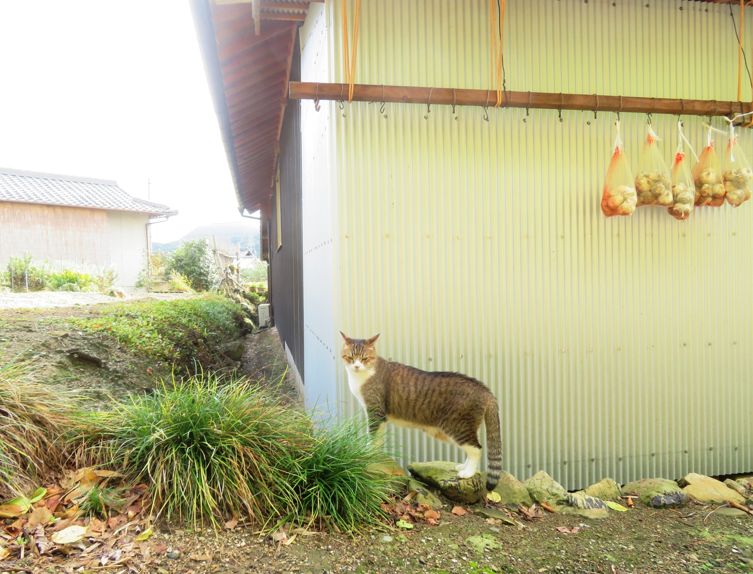 ねこ、風太　巡回