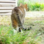 ねこ、風太　巡回