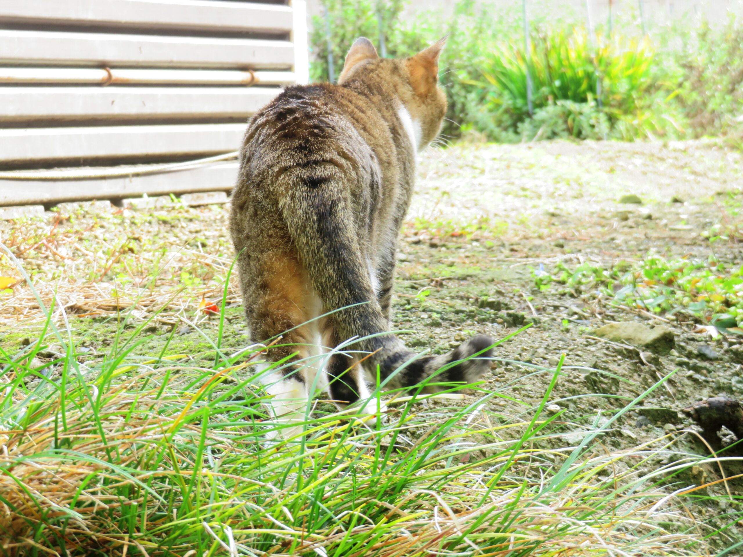 ねこ、風太　巡回