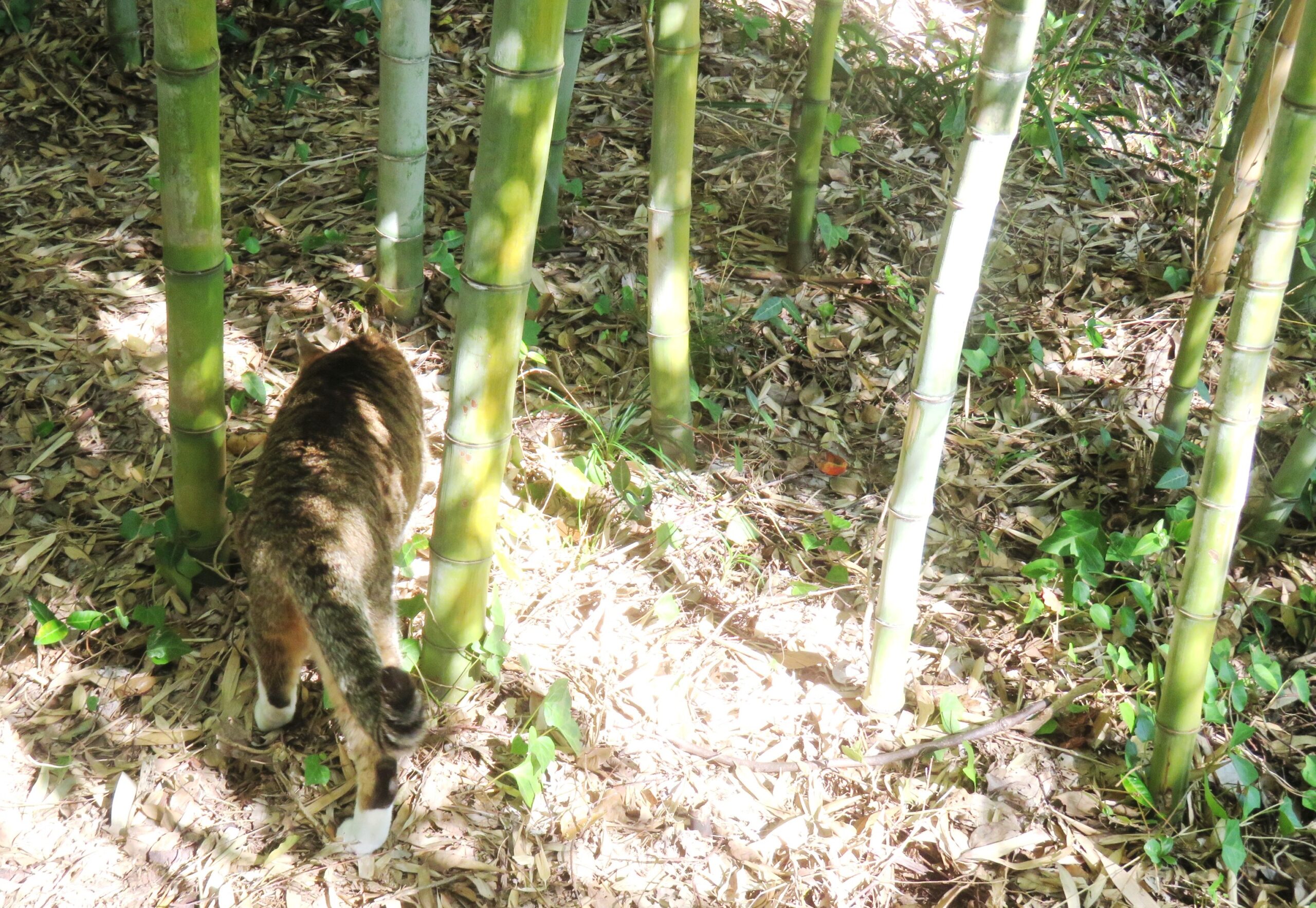 ねこ、風太　巡回