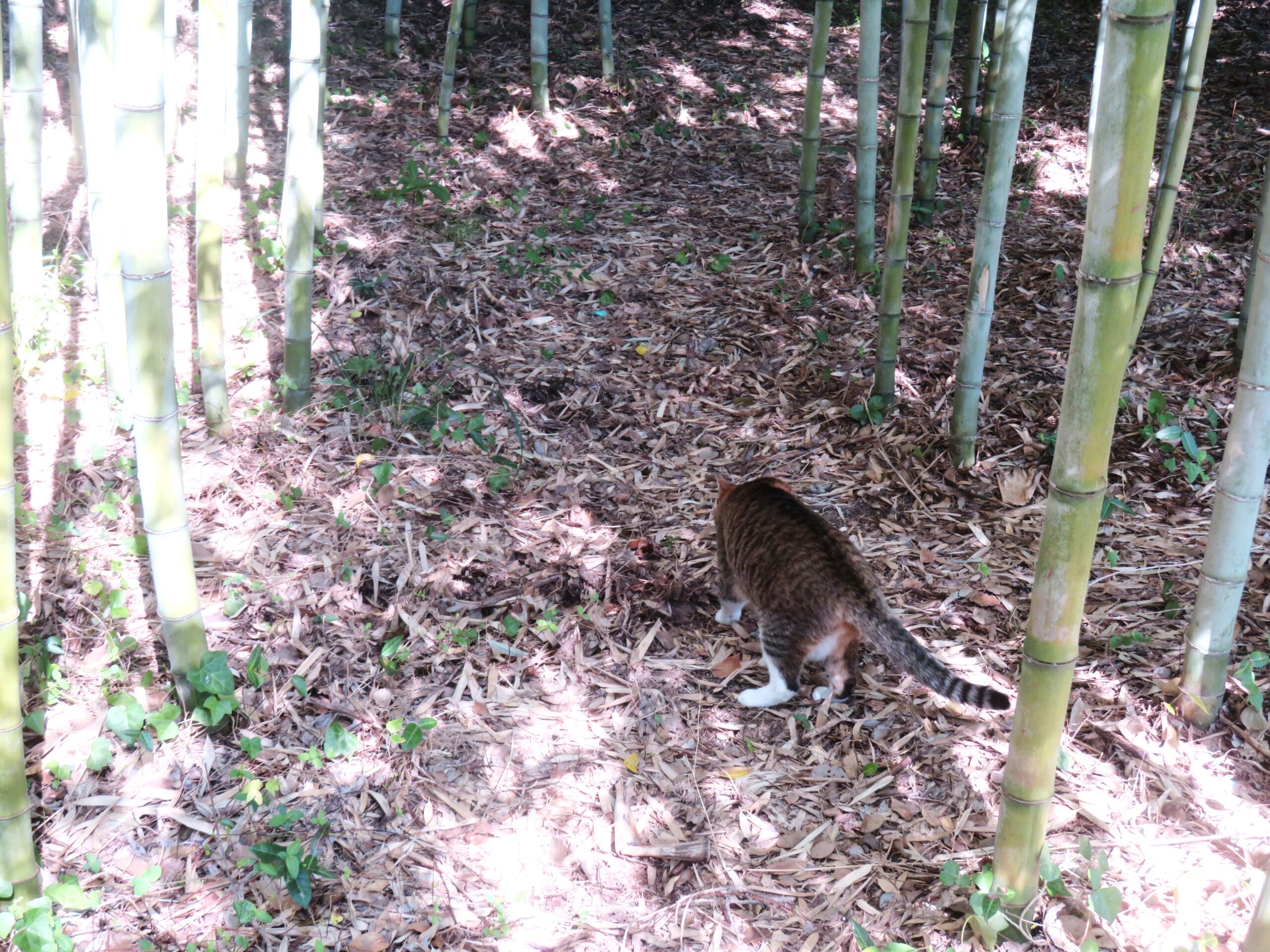 ねこ、風太　巡回