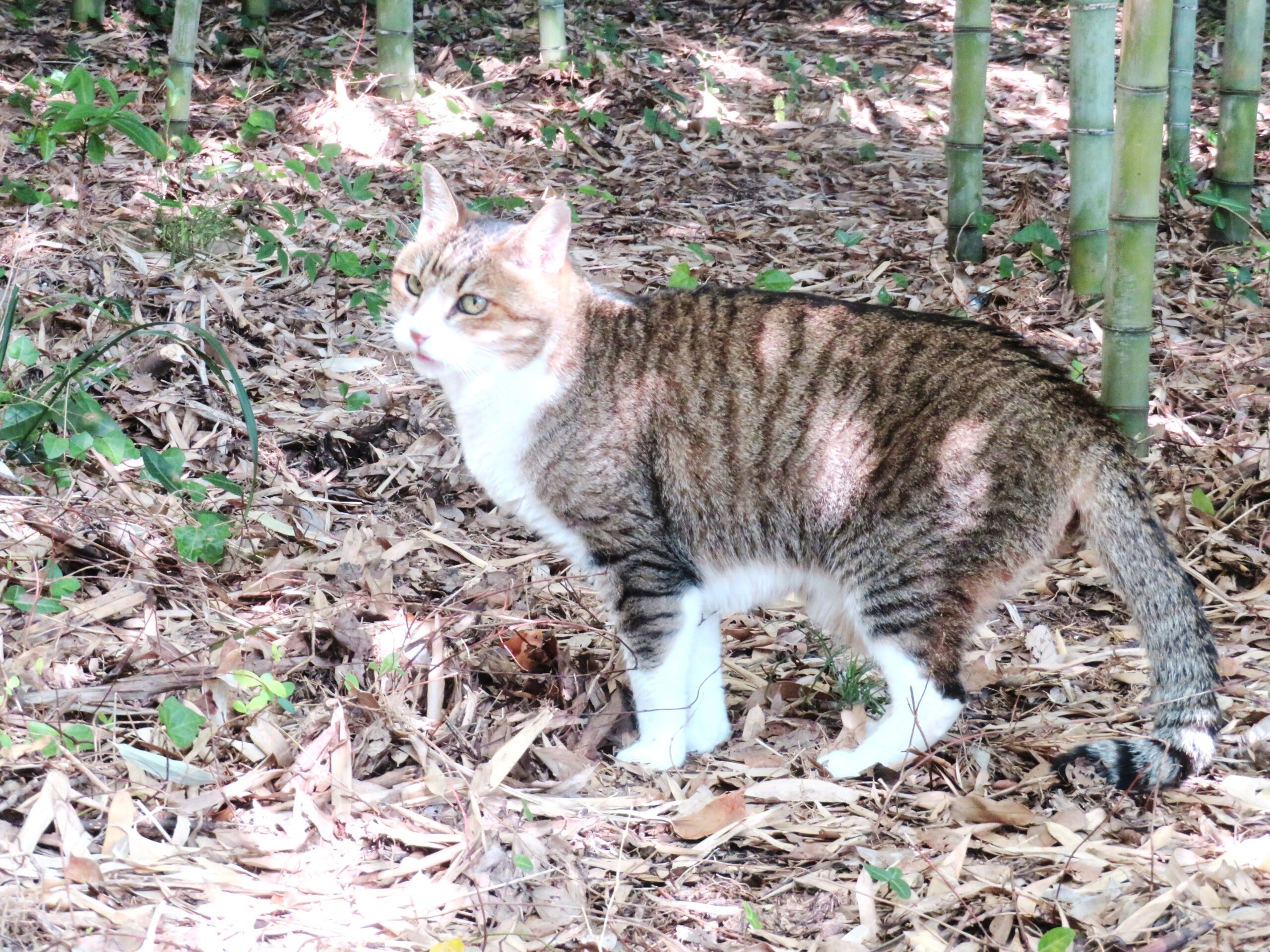 ねこ、風太　巡回