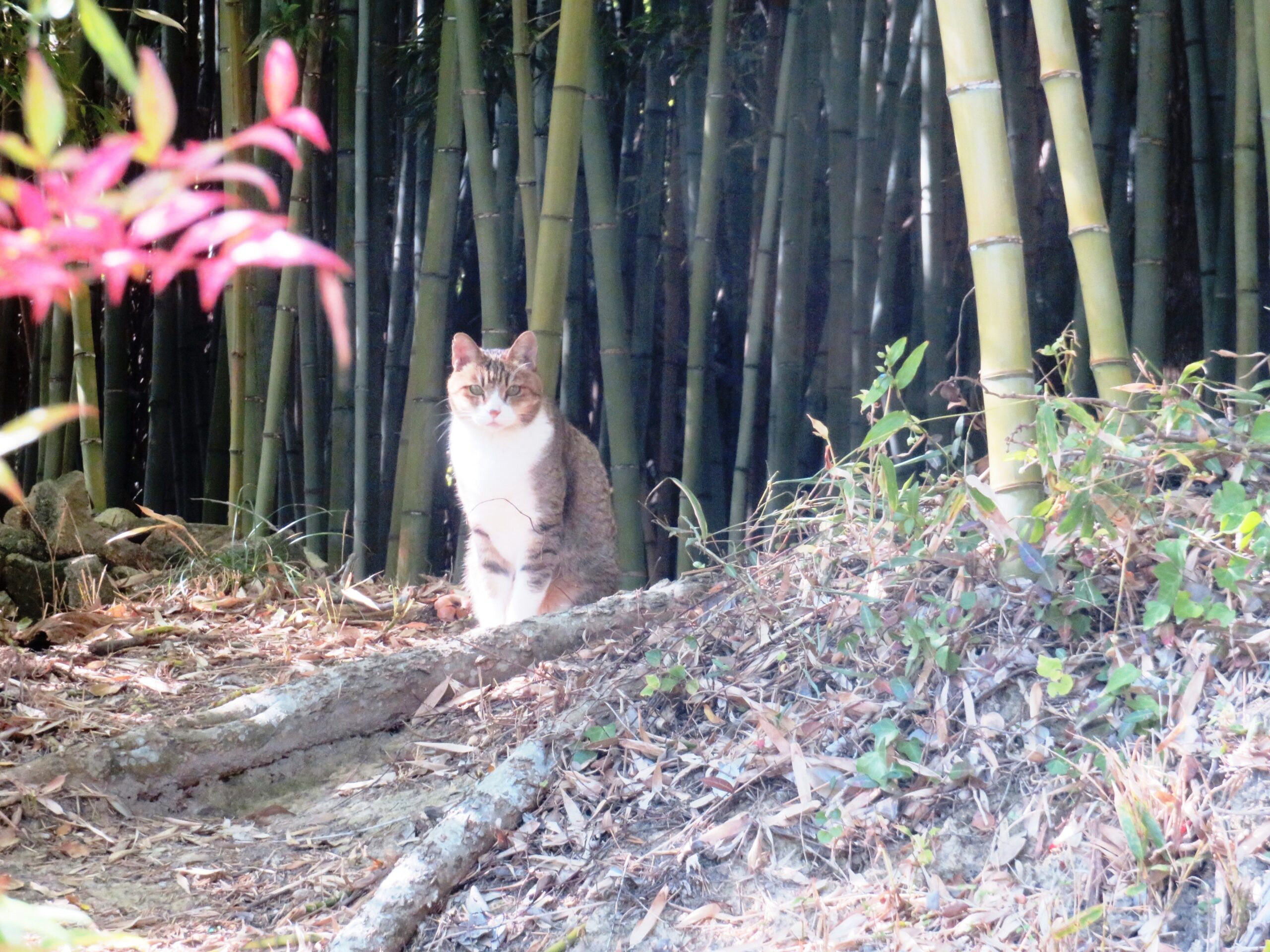 ねこ、風太　巡回