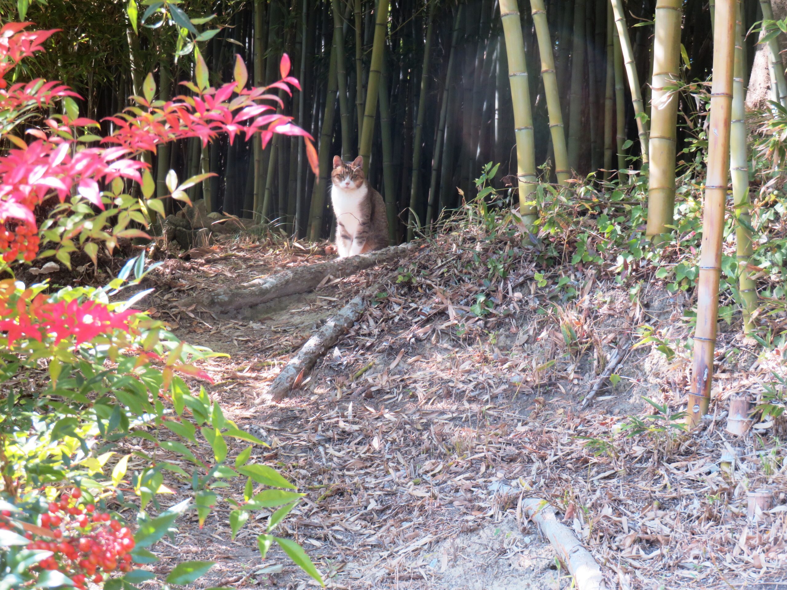 ねこ、風太　巡回