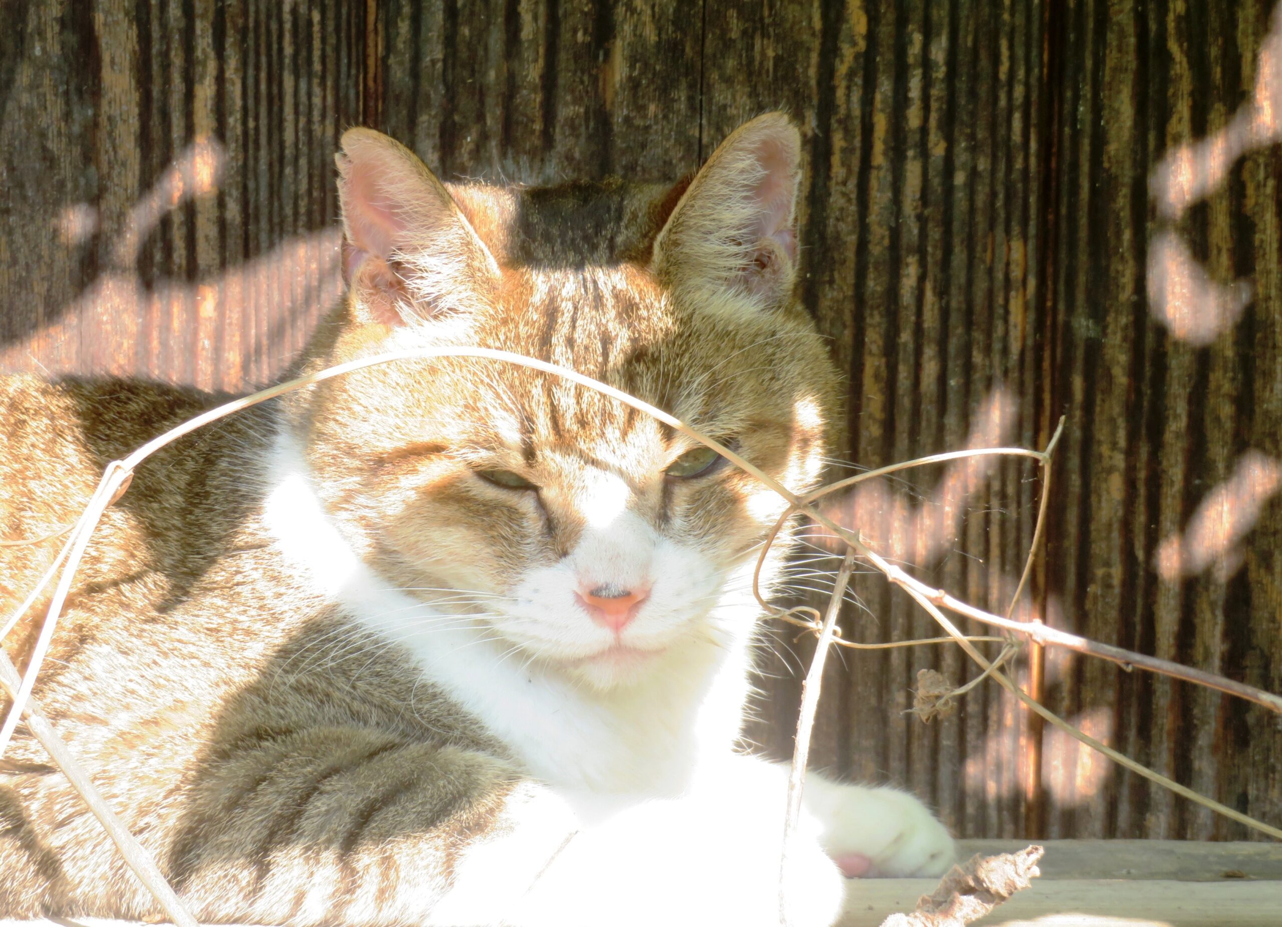 ねこ、風太　ひなたぼっこ