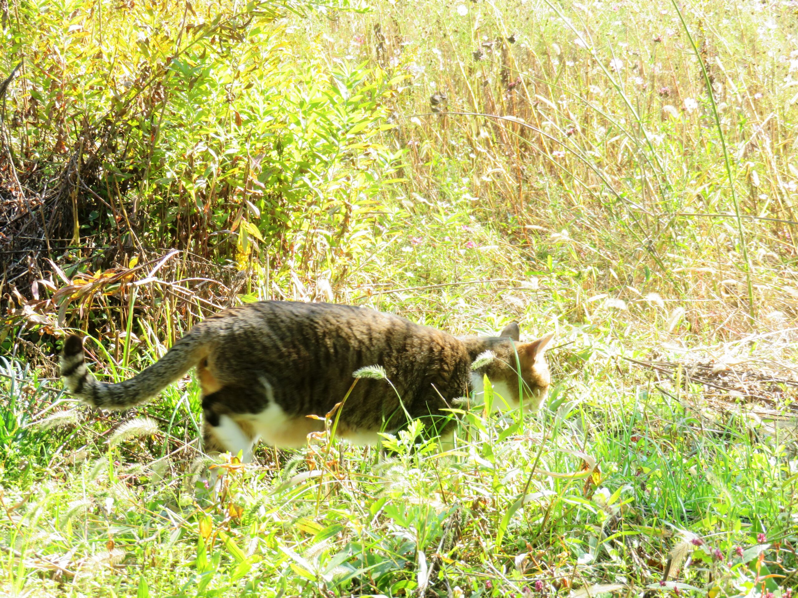 ねこ、風太　巡回