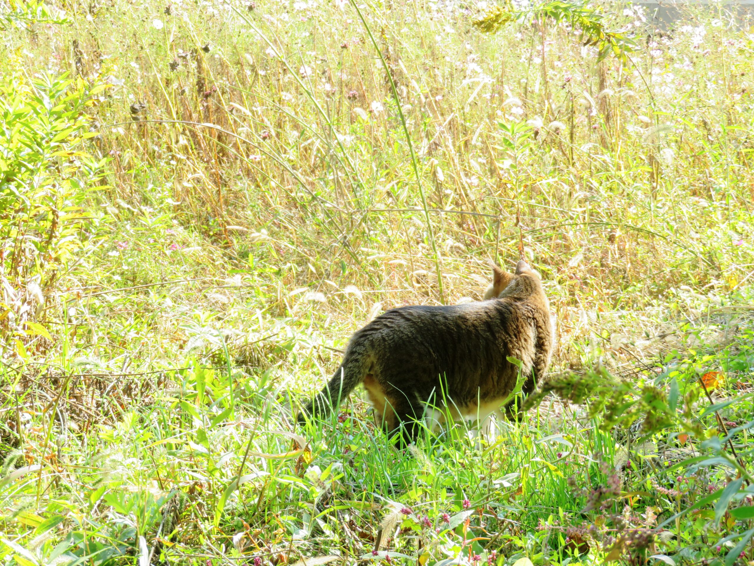 ねこ、風太　巡回