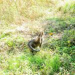 ねこ、風太　巡回