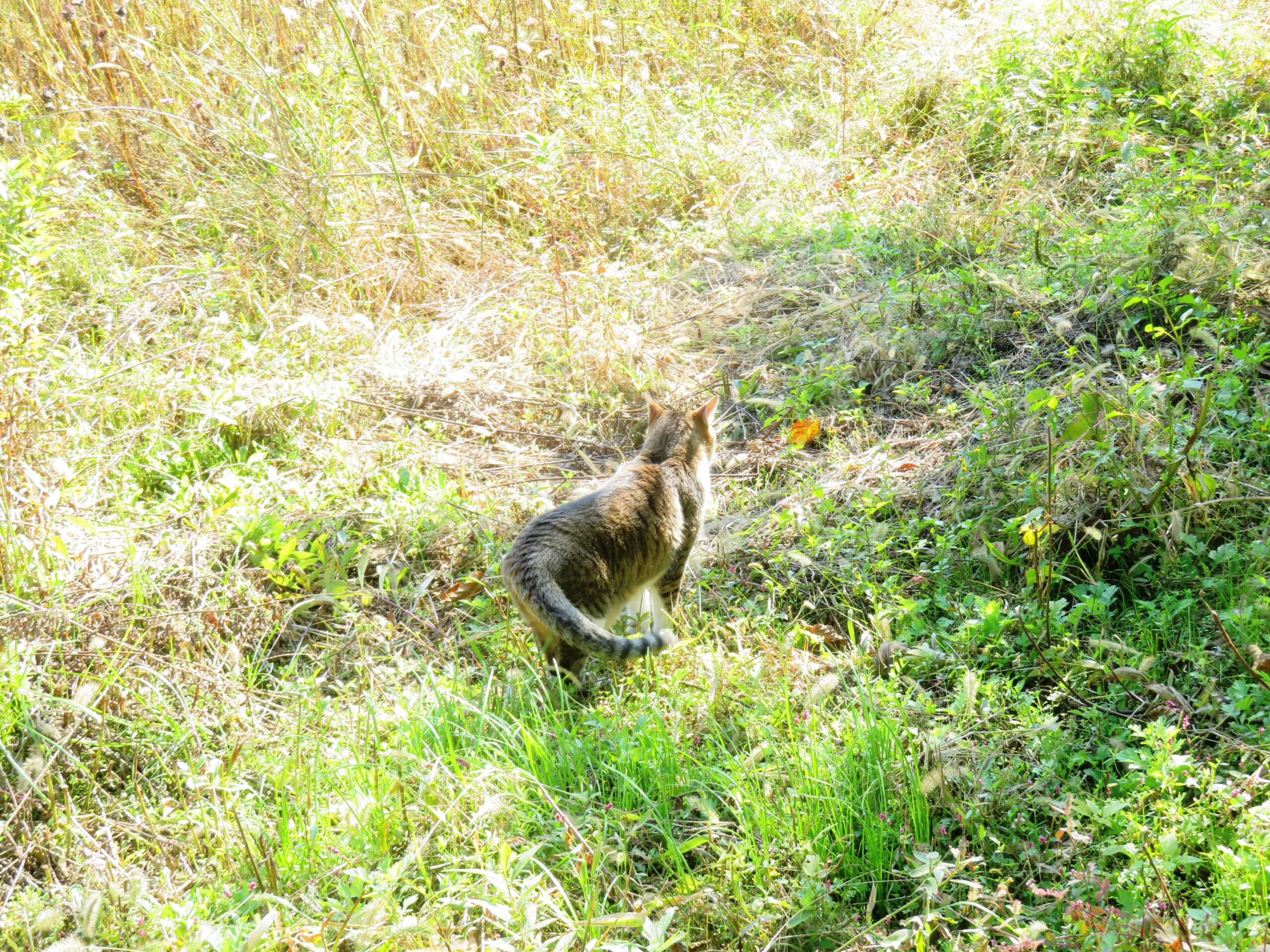 ねこ、風太　巡回