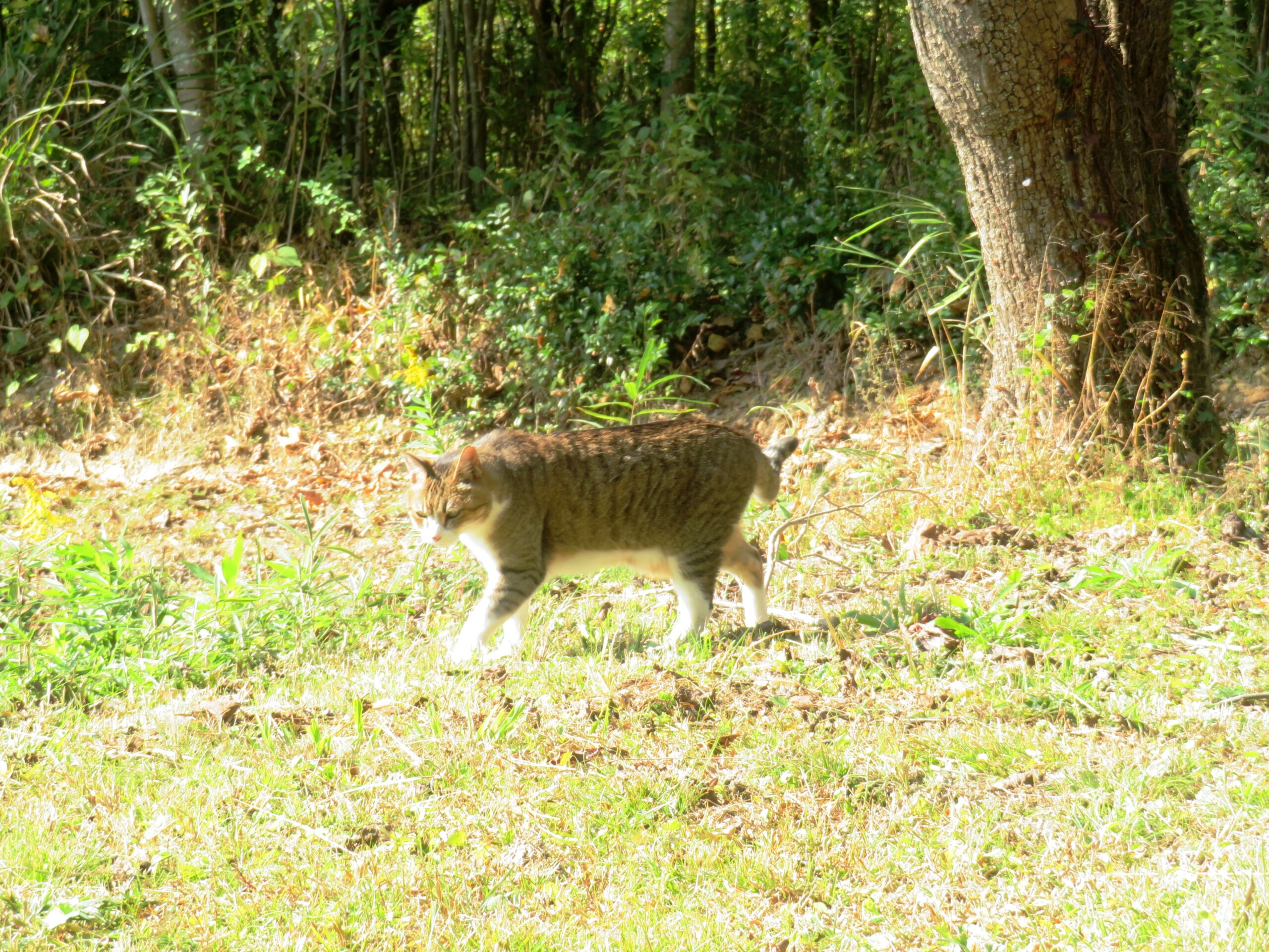 ねこ、風太　巡回