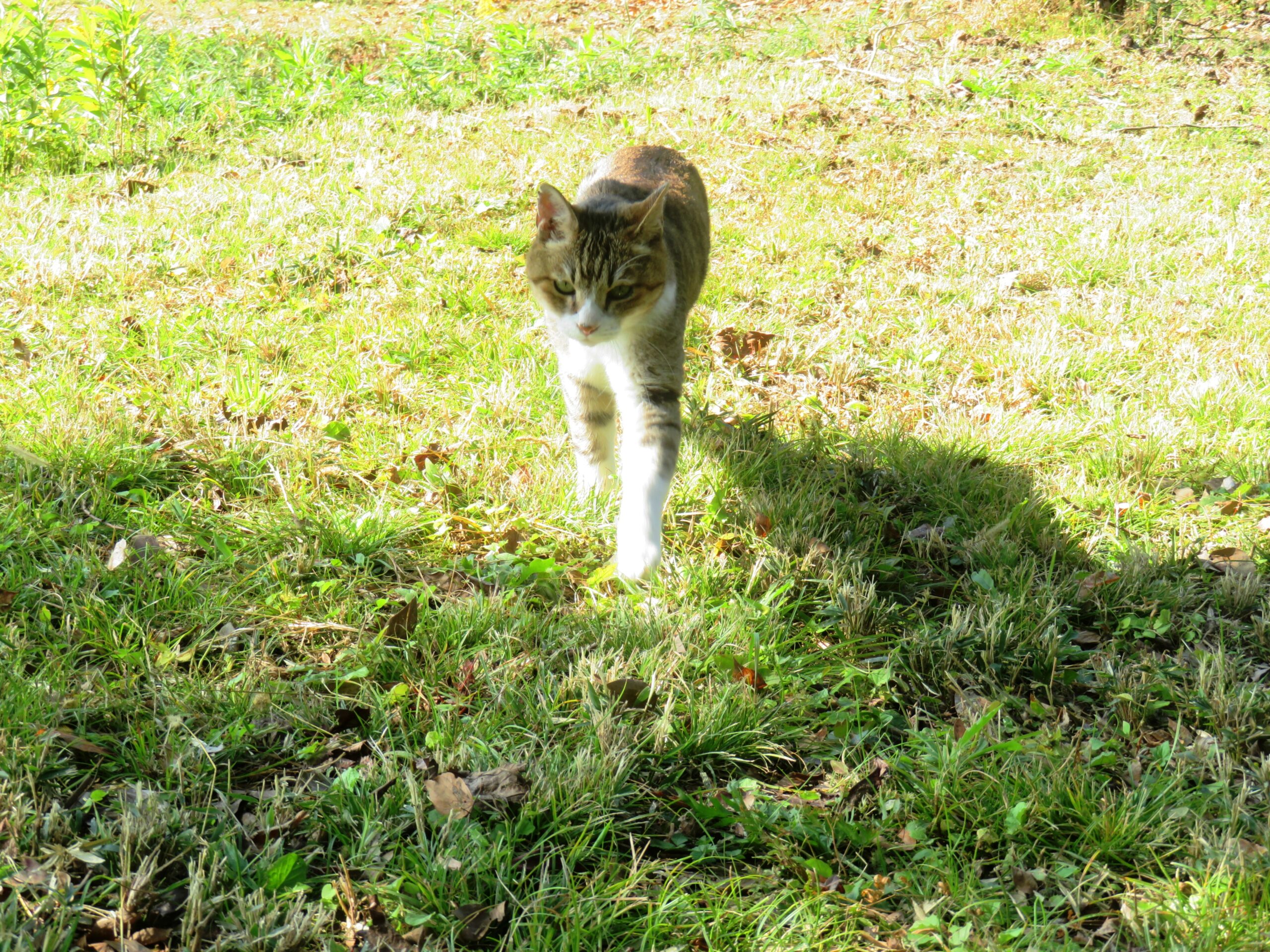 ねこ、風太　巡回