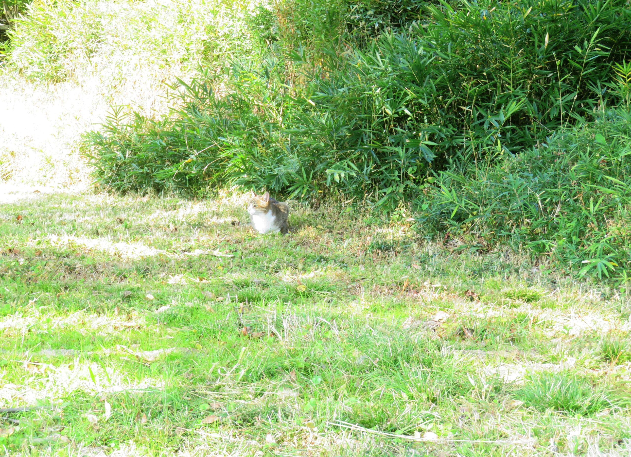 ねこ、風太　巡回