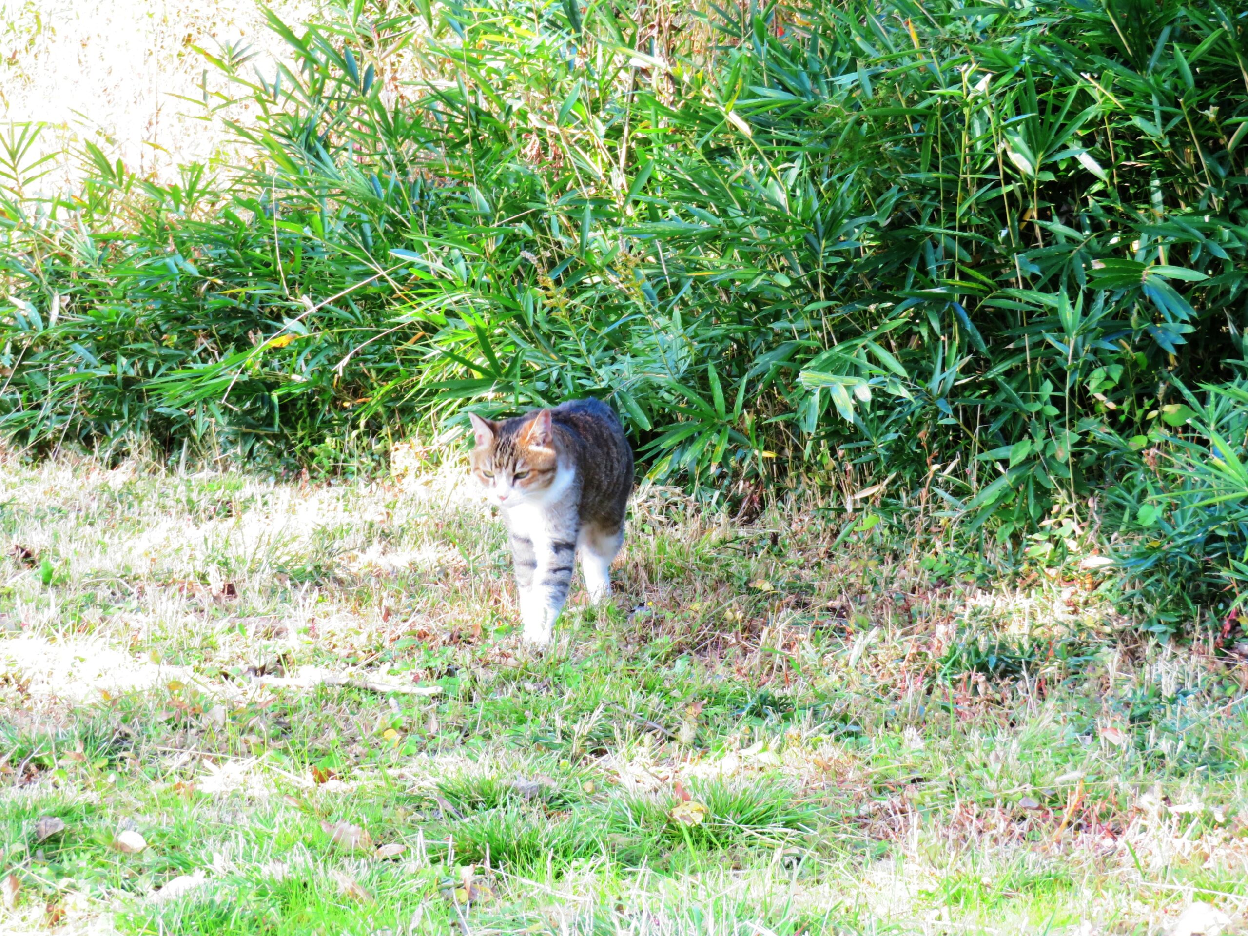 ねこ、風太　巡回