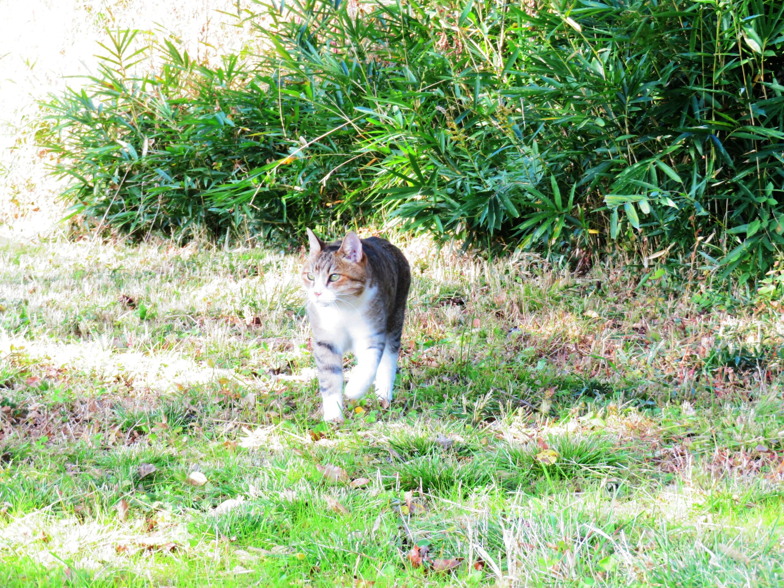 ねこ、風太　巡回