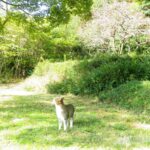 ねこ、風太　巡回