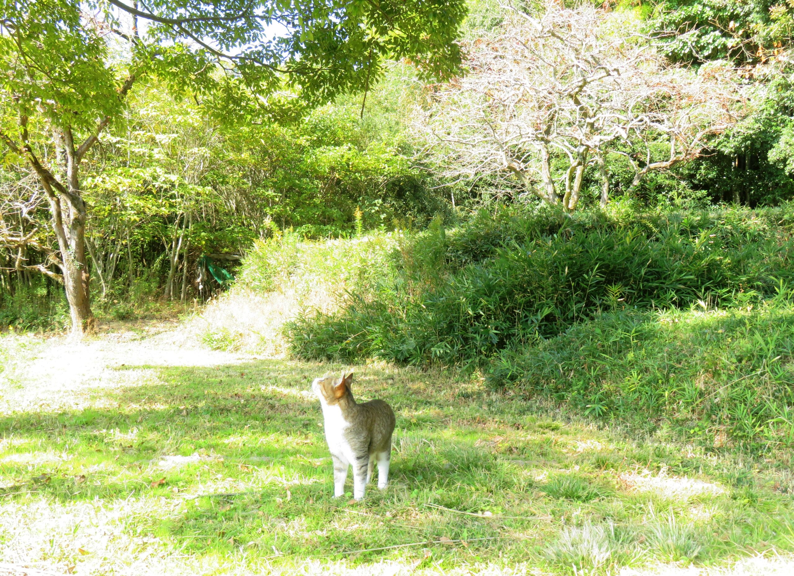 ねこ、風太　巡回