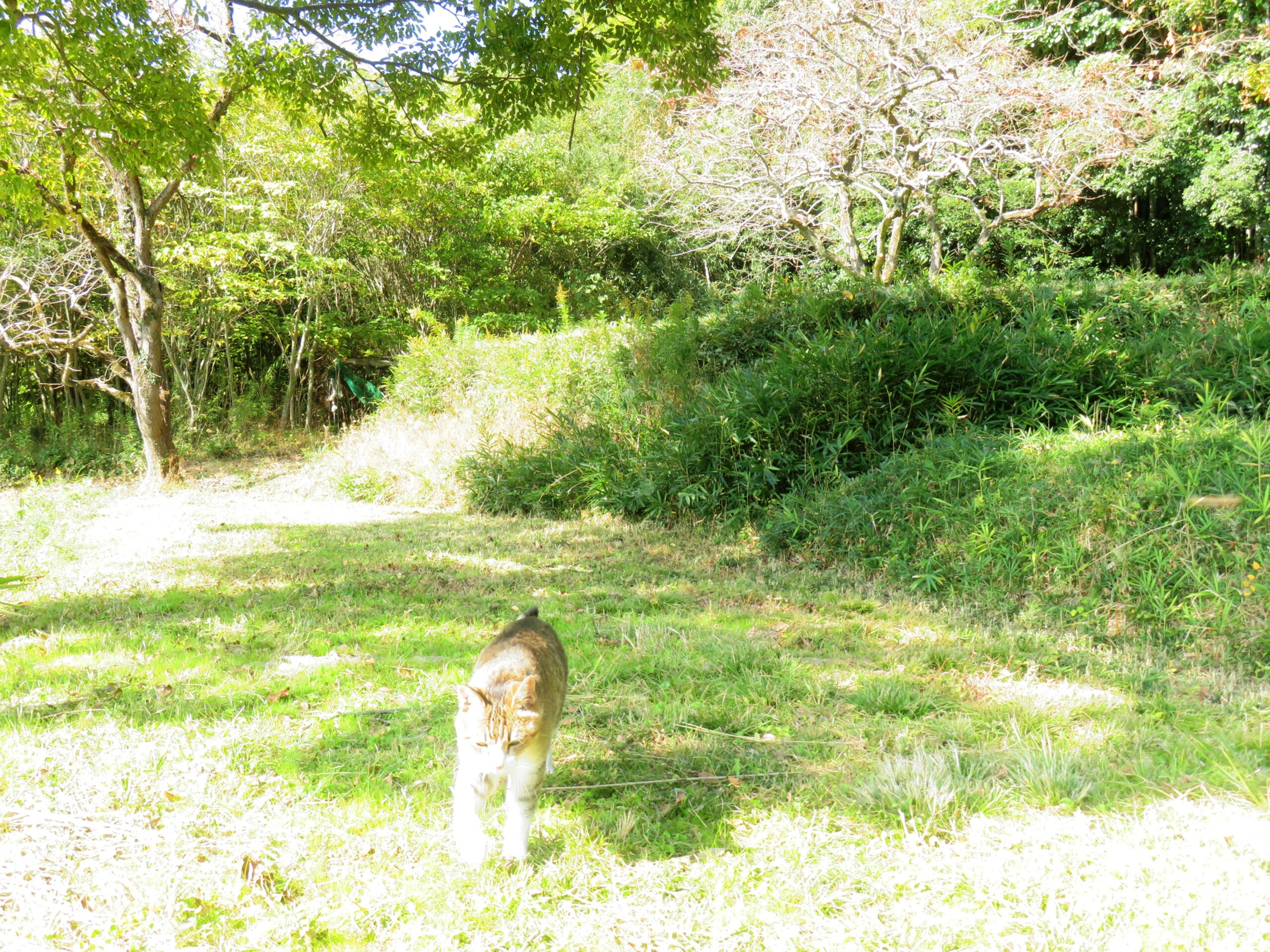 ねこ、風太　巡回