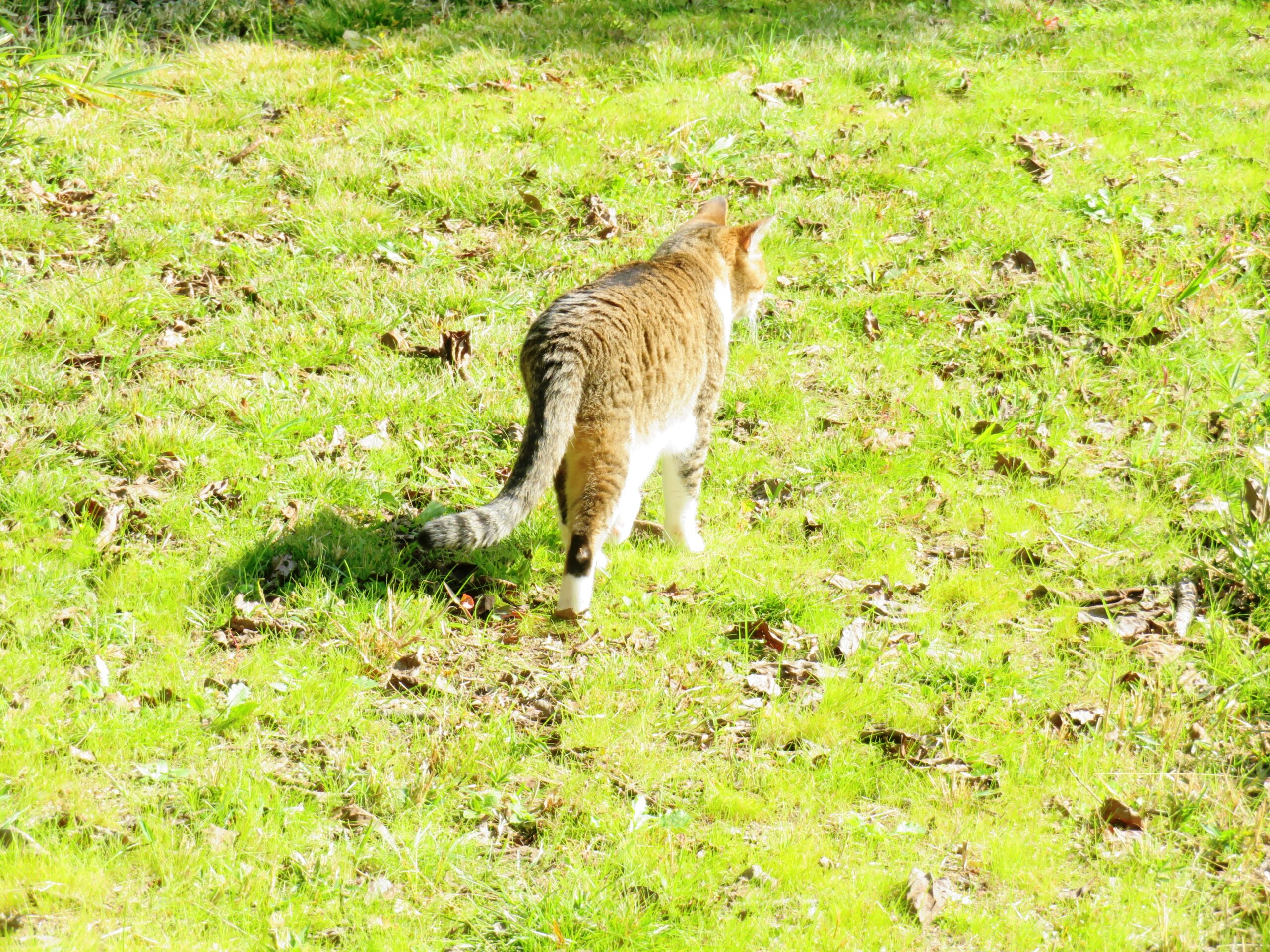 ねこ、風太　巡回