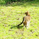 ねこ、風太　巡回