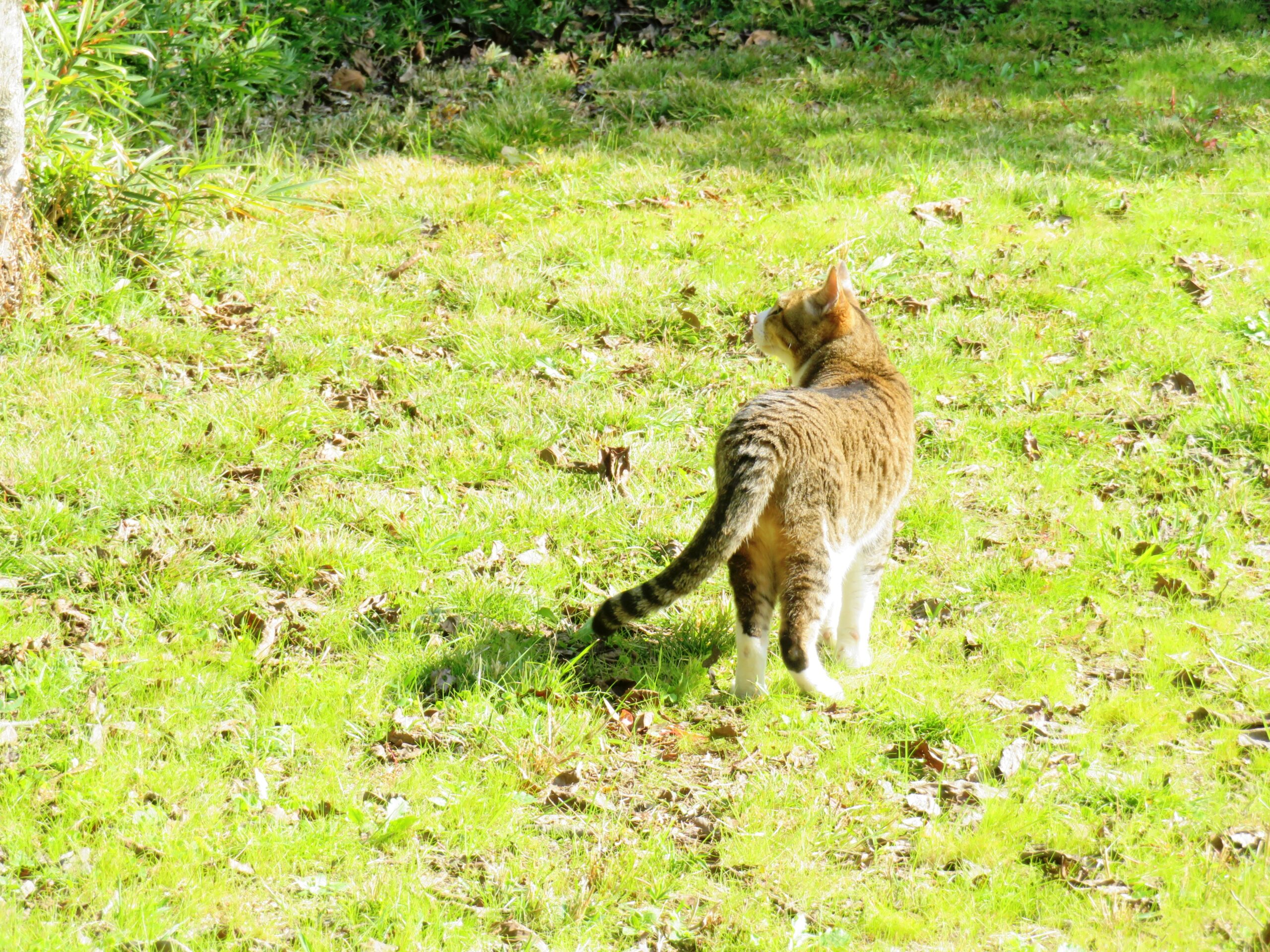 ねこ、風太　巡回