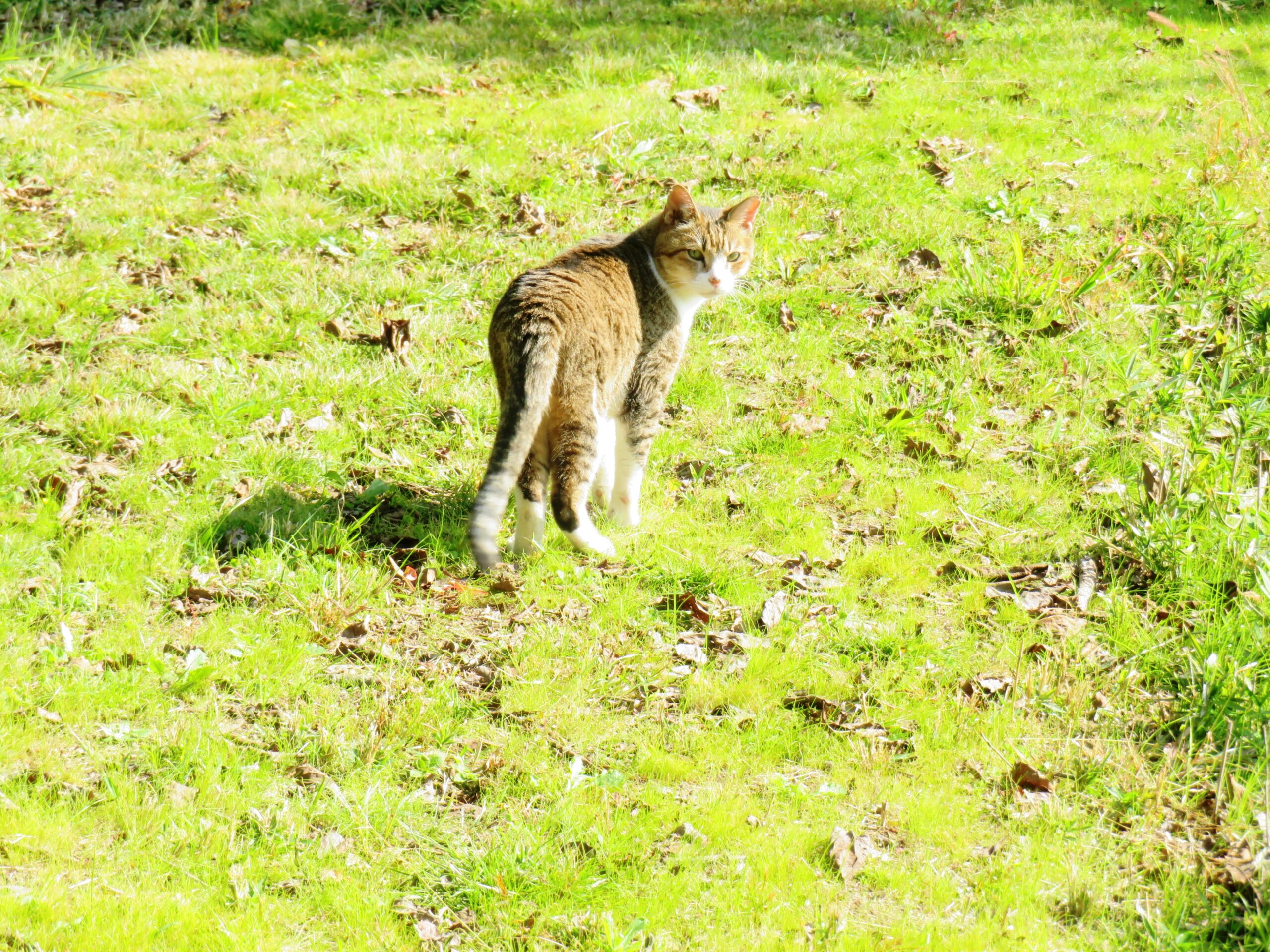 ねこ、風太　巡回