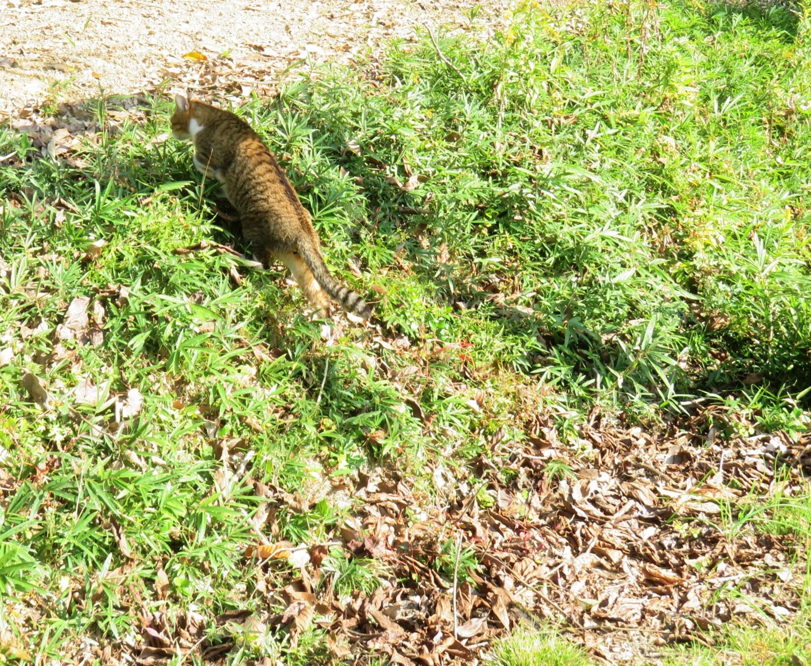 ねこ、風太　巡回