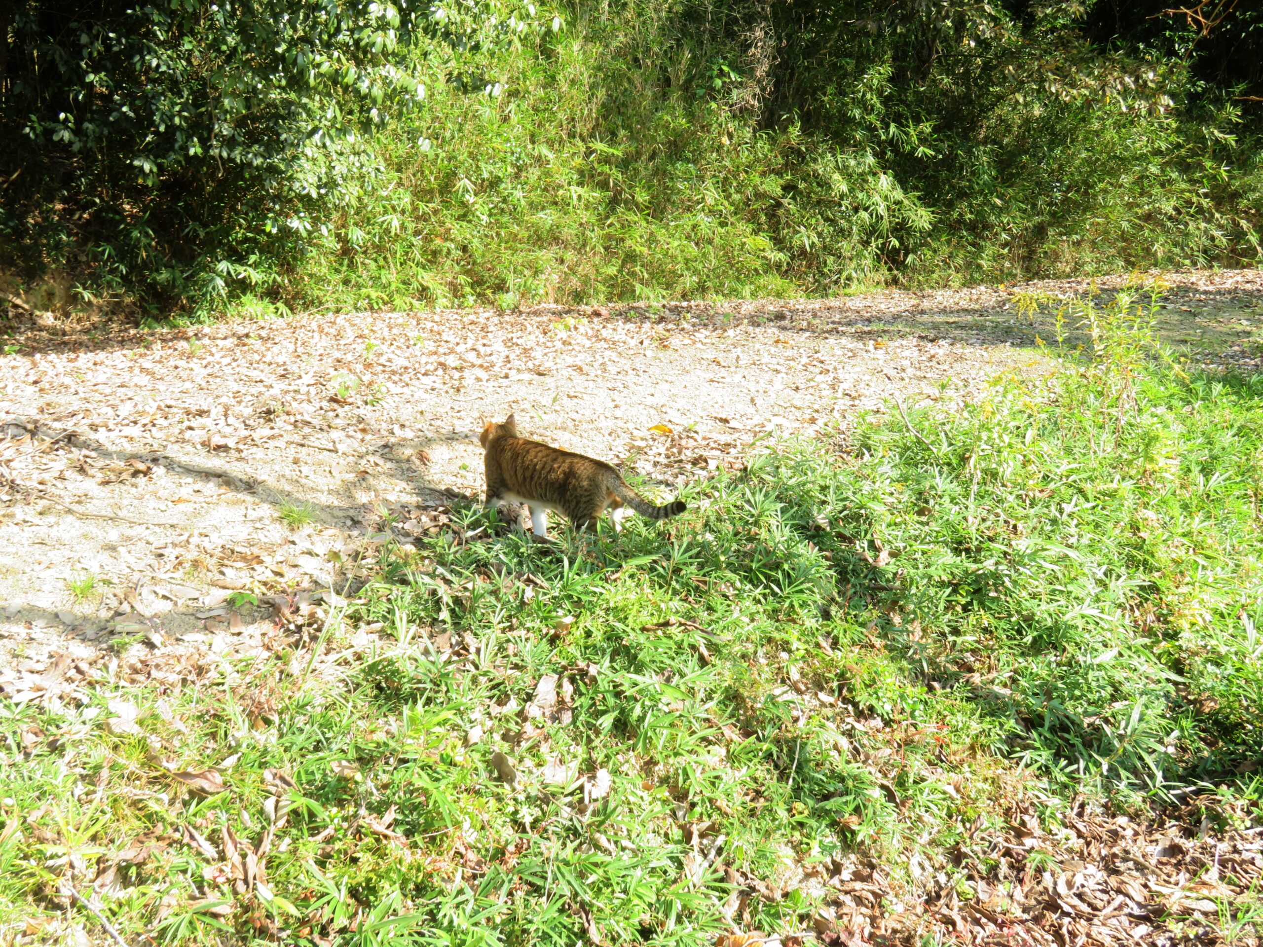 ねこ、風太　巡回