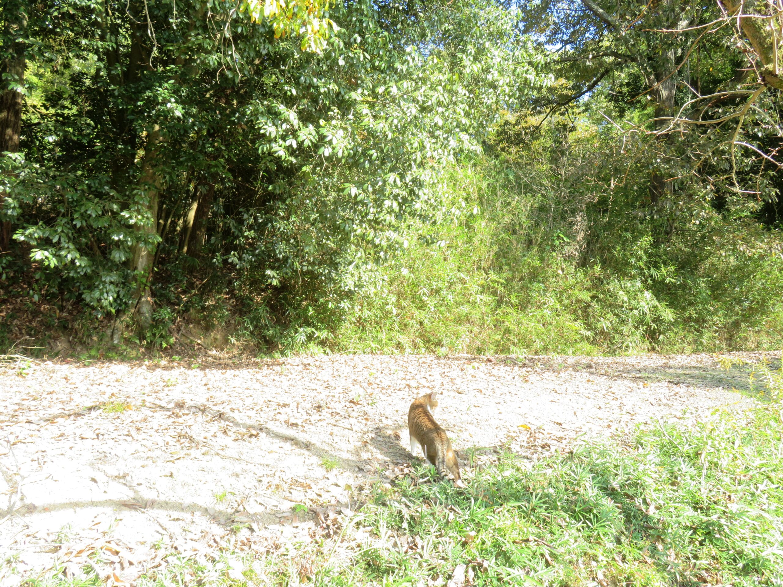 ねこ、風太　巡回