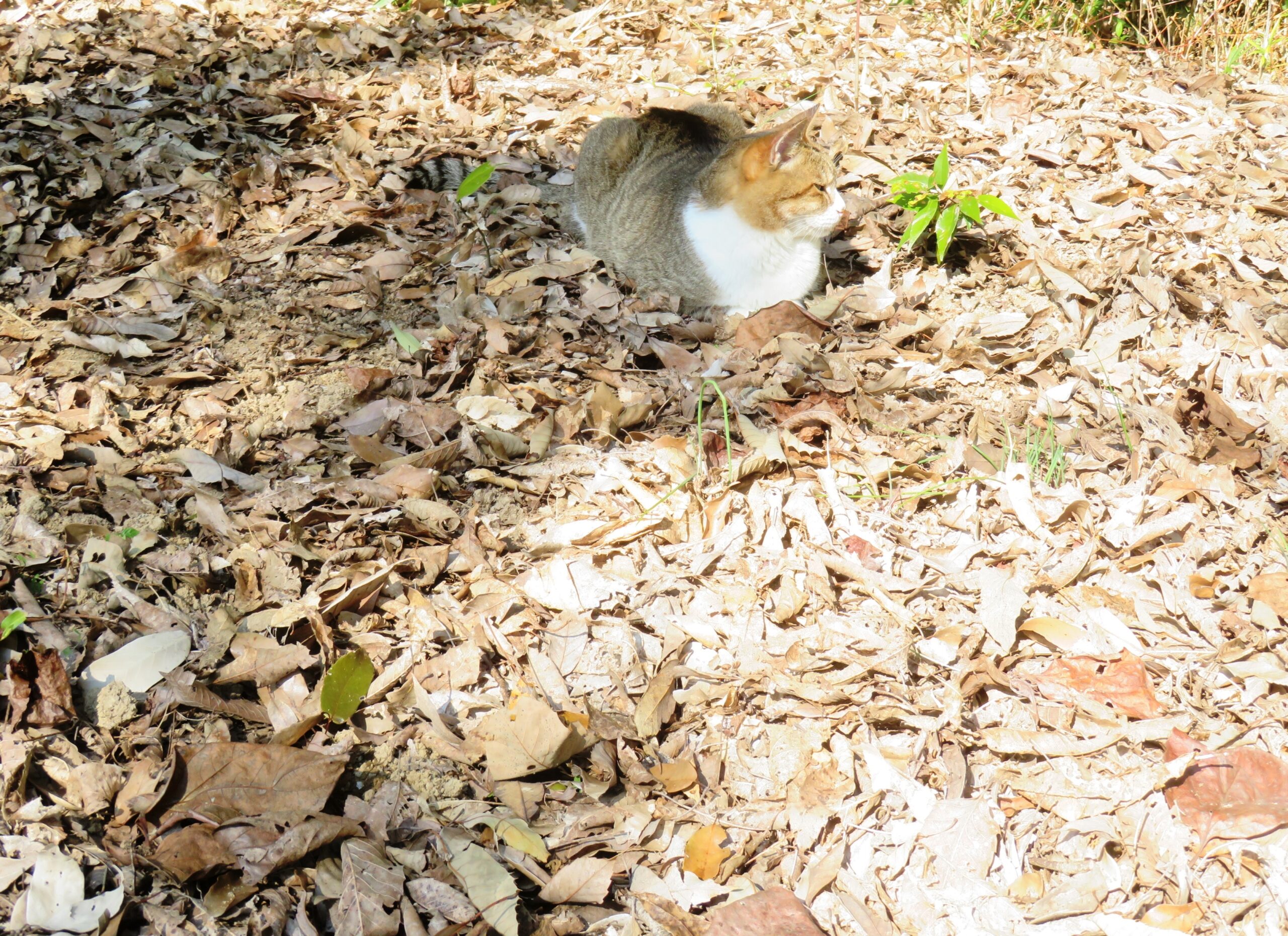 ねこ、風太　巡回