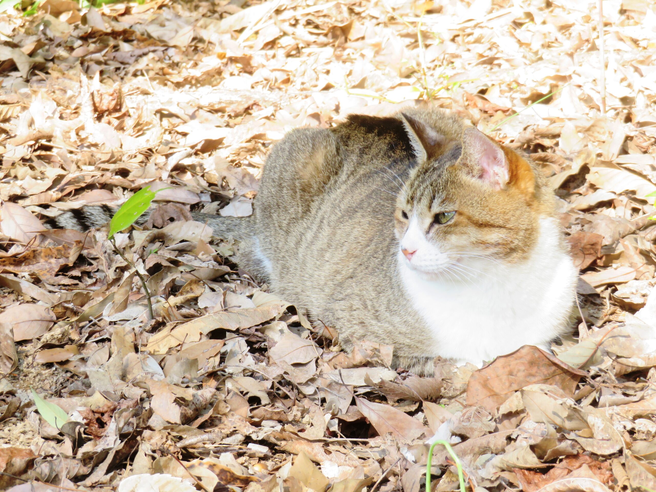 ねこ、風太　巡回