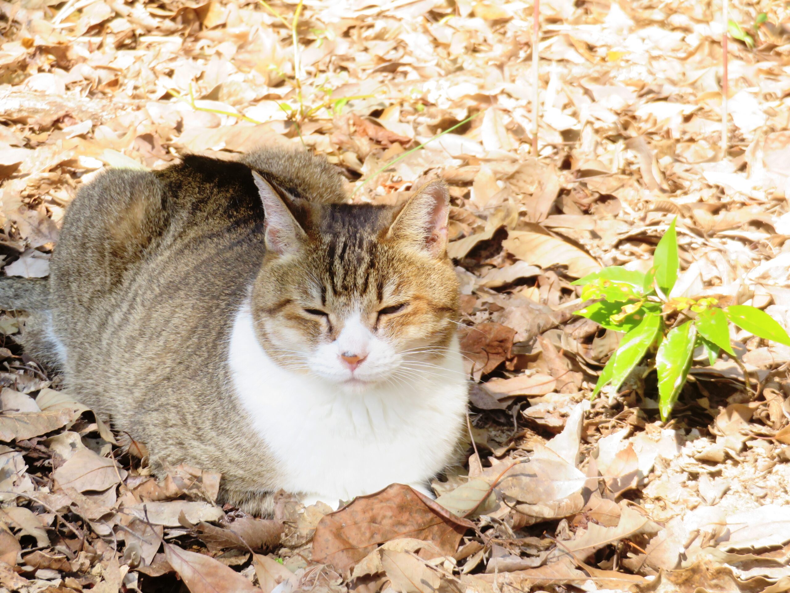 ねこ、風太　巡回