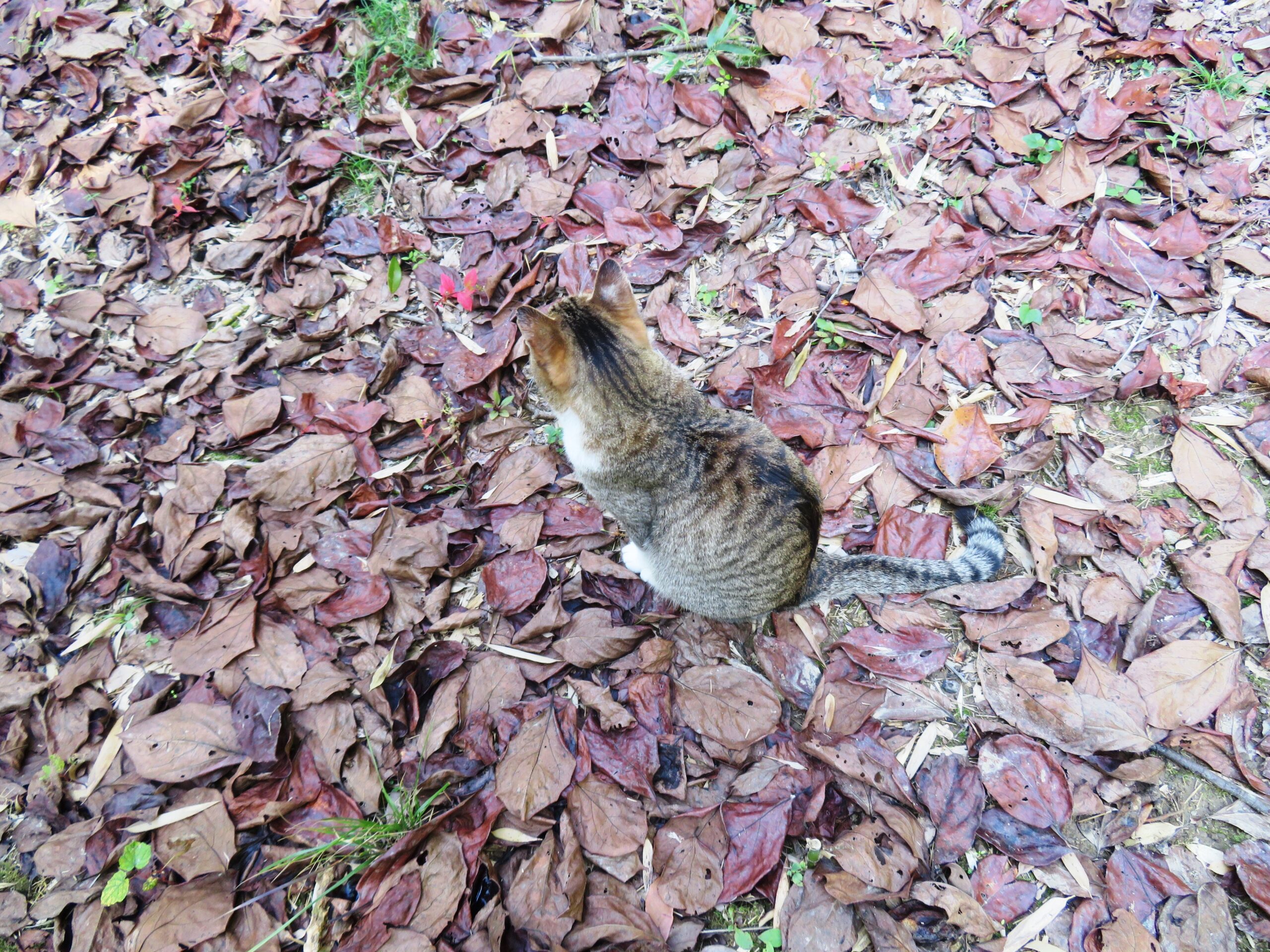 ねこ、風太　巡回