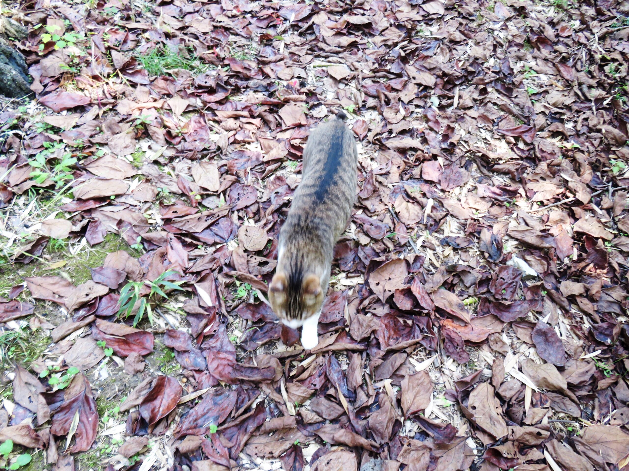 ねこ、風太　巡回