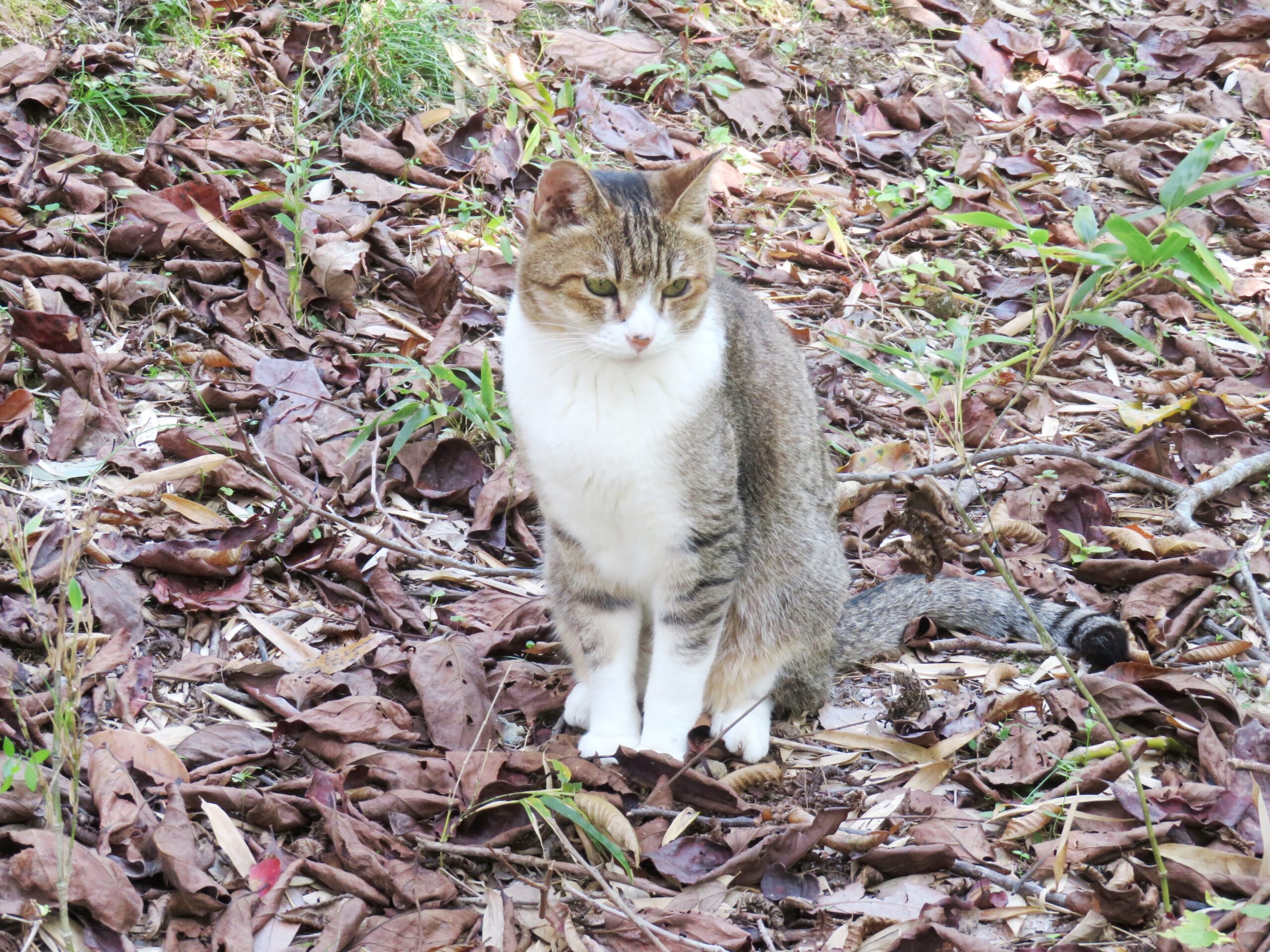 ねこ、風太　巡回