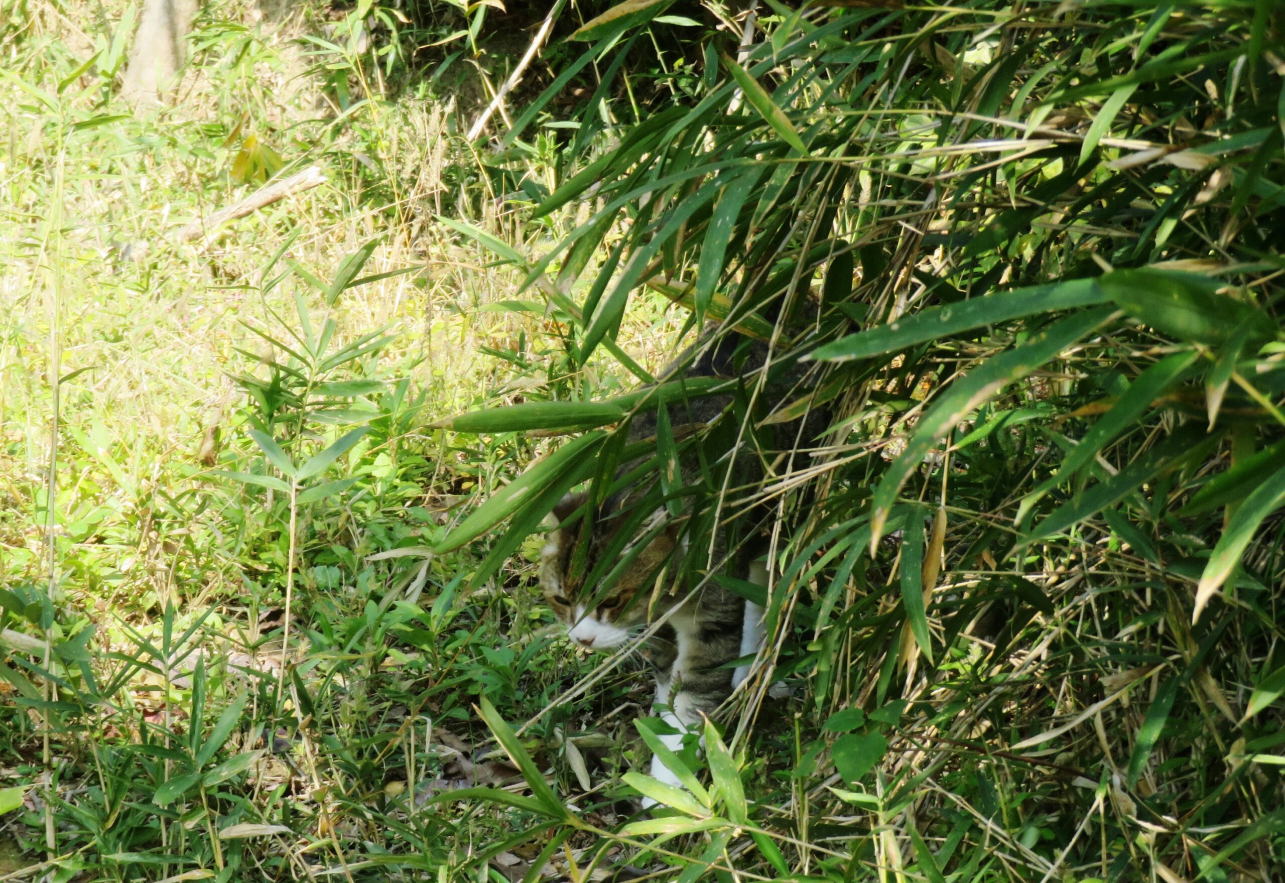 ねこ、風太　巡回