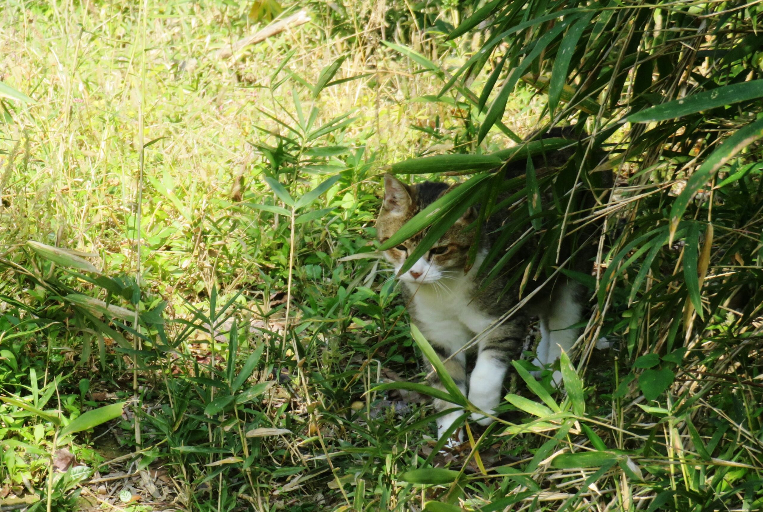 ねこ、風太　巡回