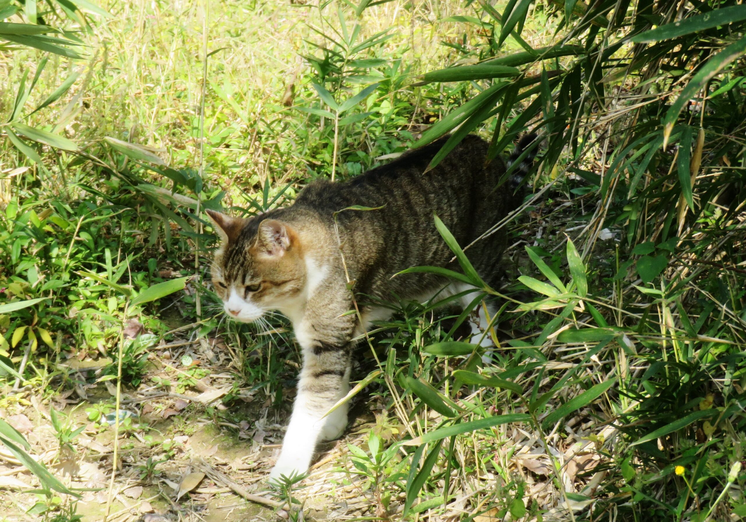 ねこ、風太　巡回