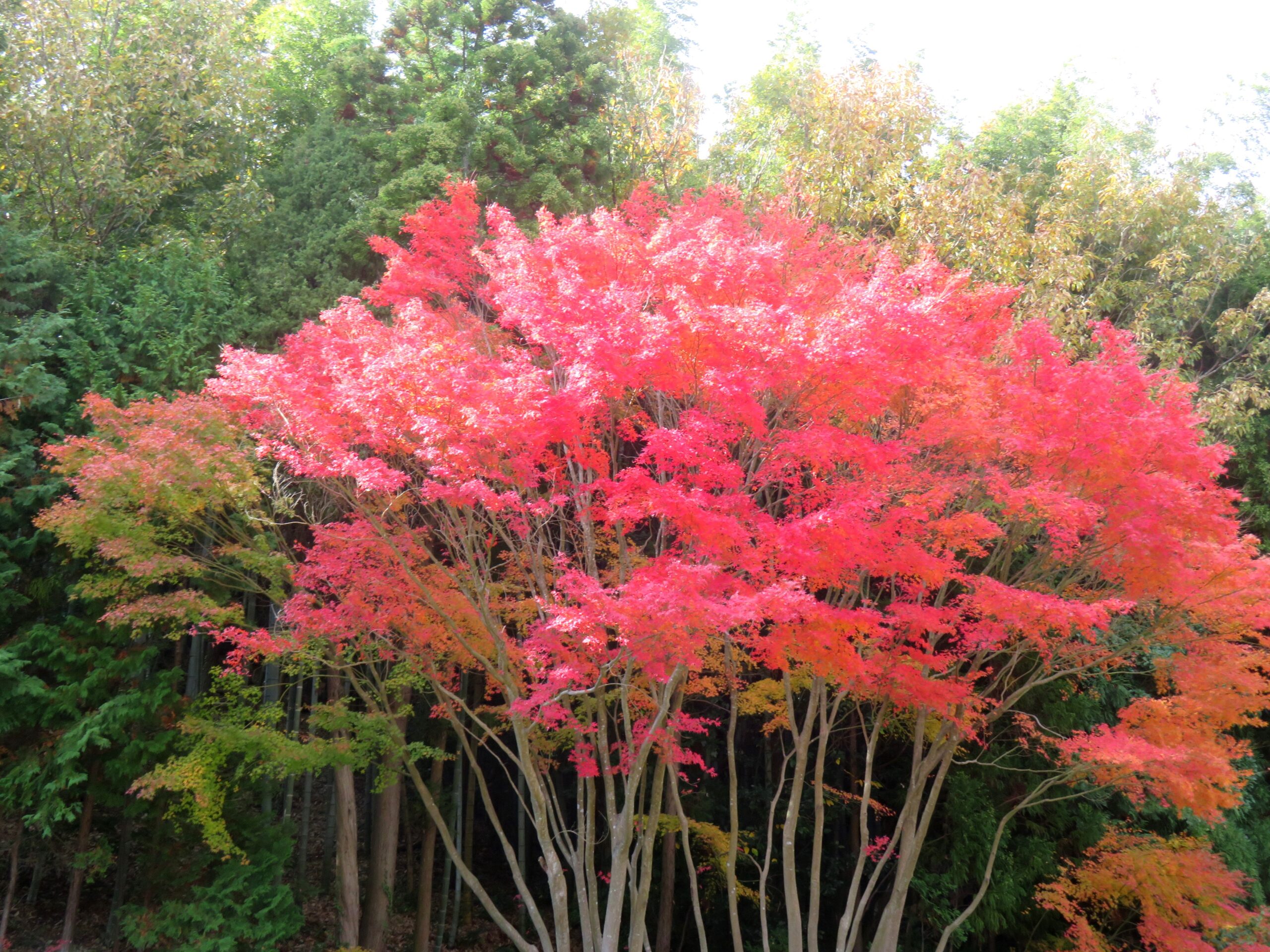 もみじの紅葉