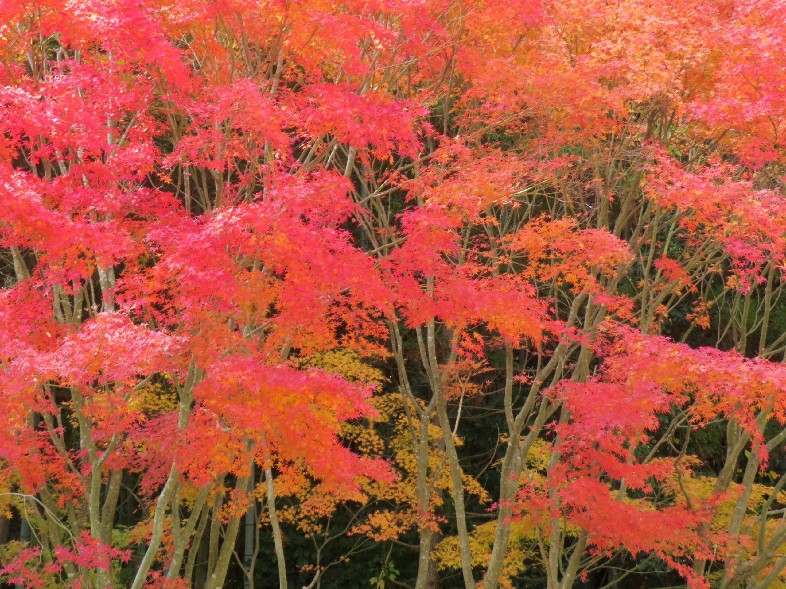 もみじの紅葉