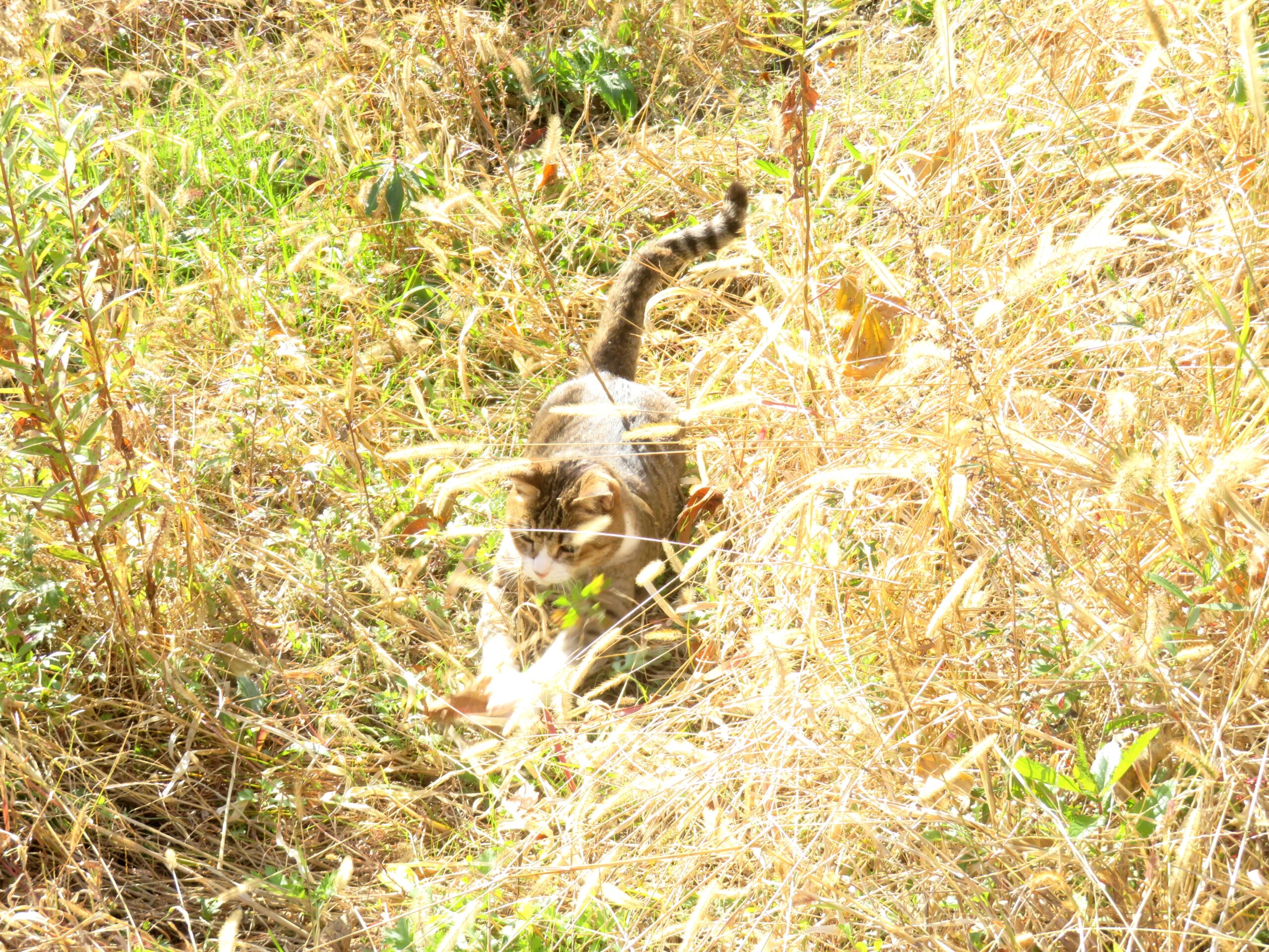 ねこ、風太　巡回