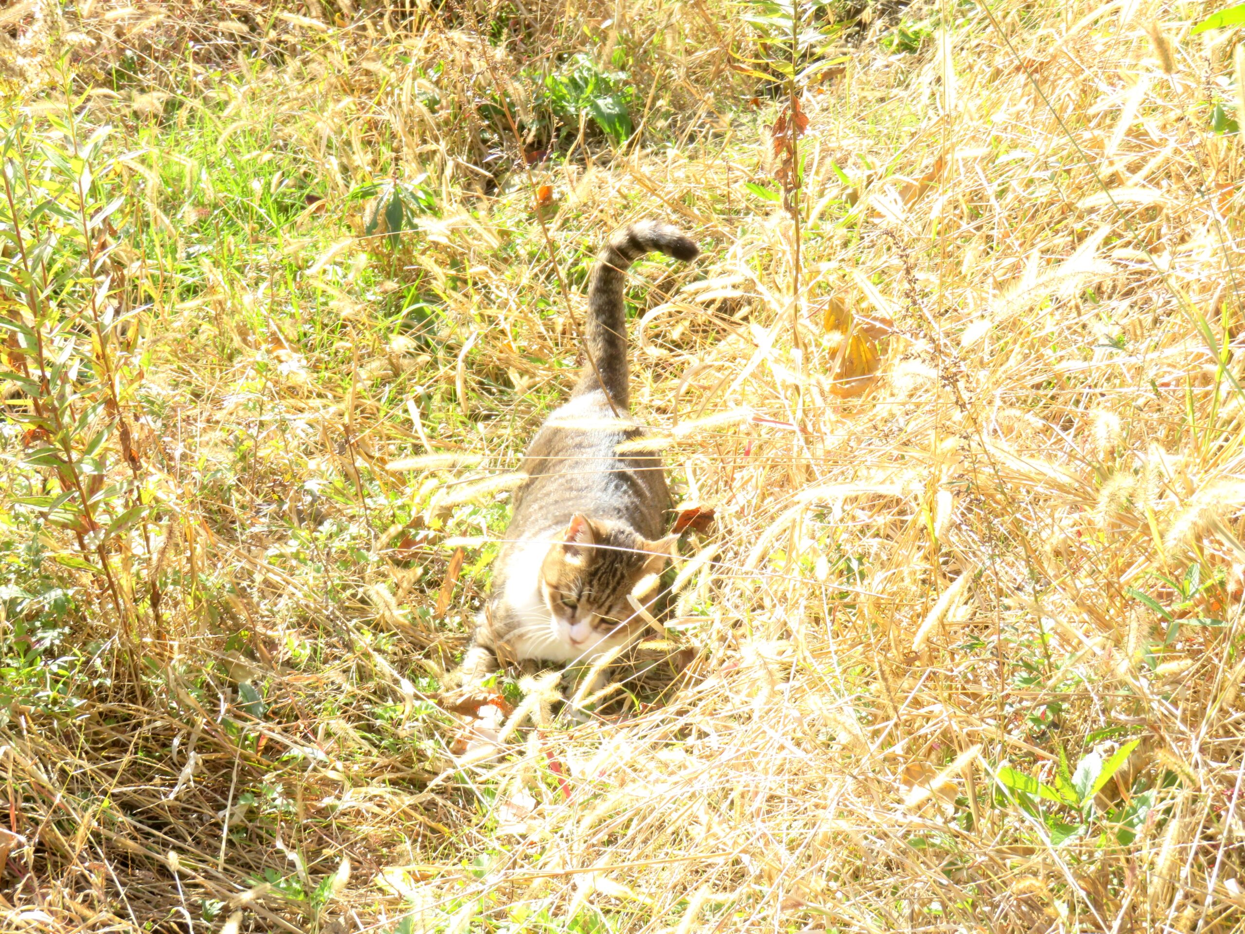 ねこ、風太　巡回