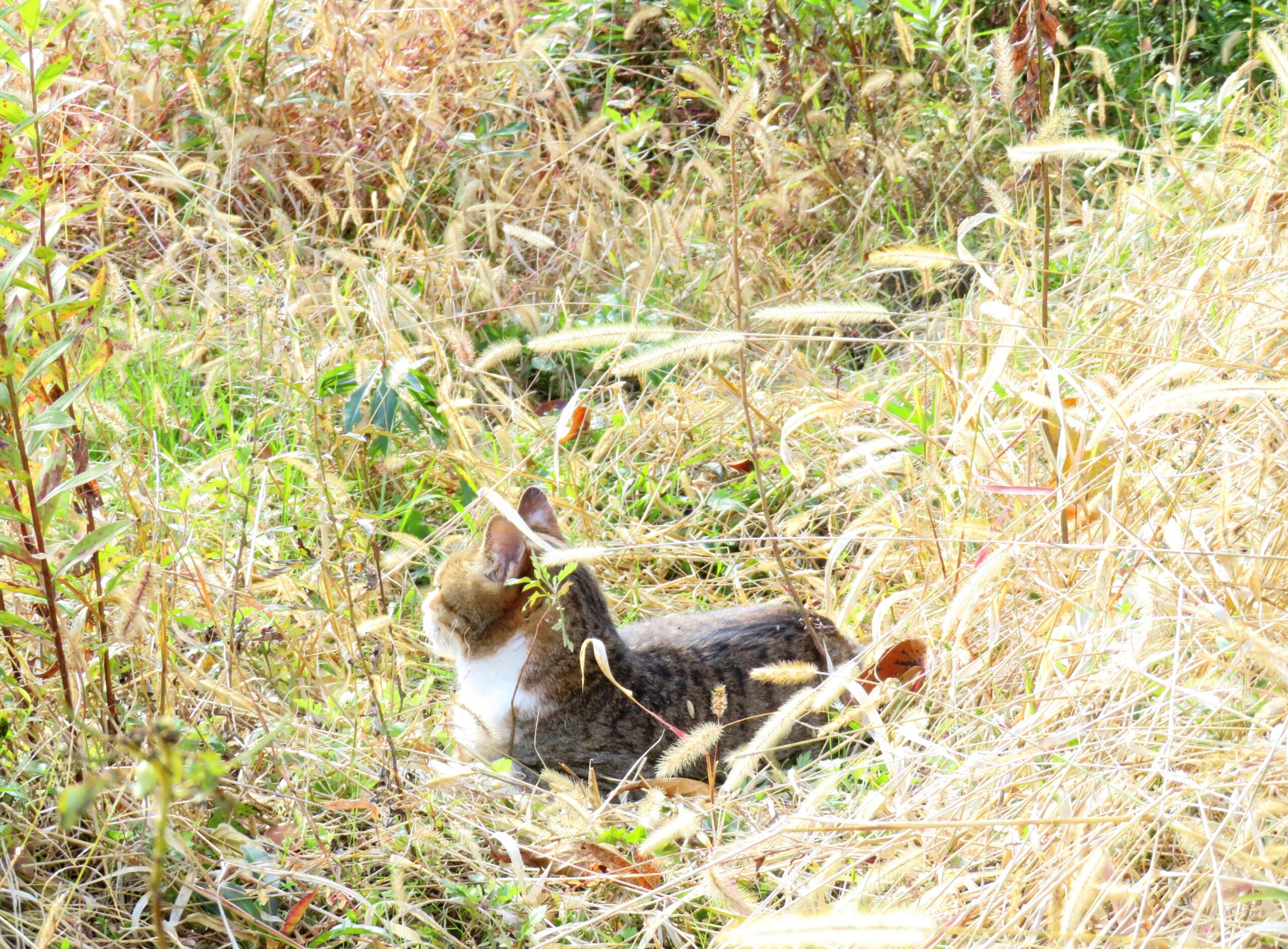 ねこ、風太　ひなたぼっこ