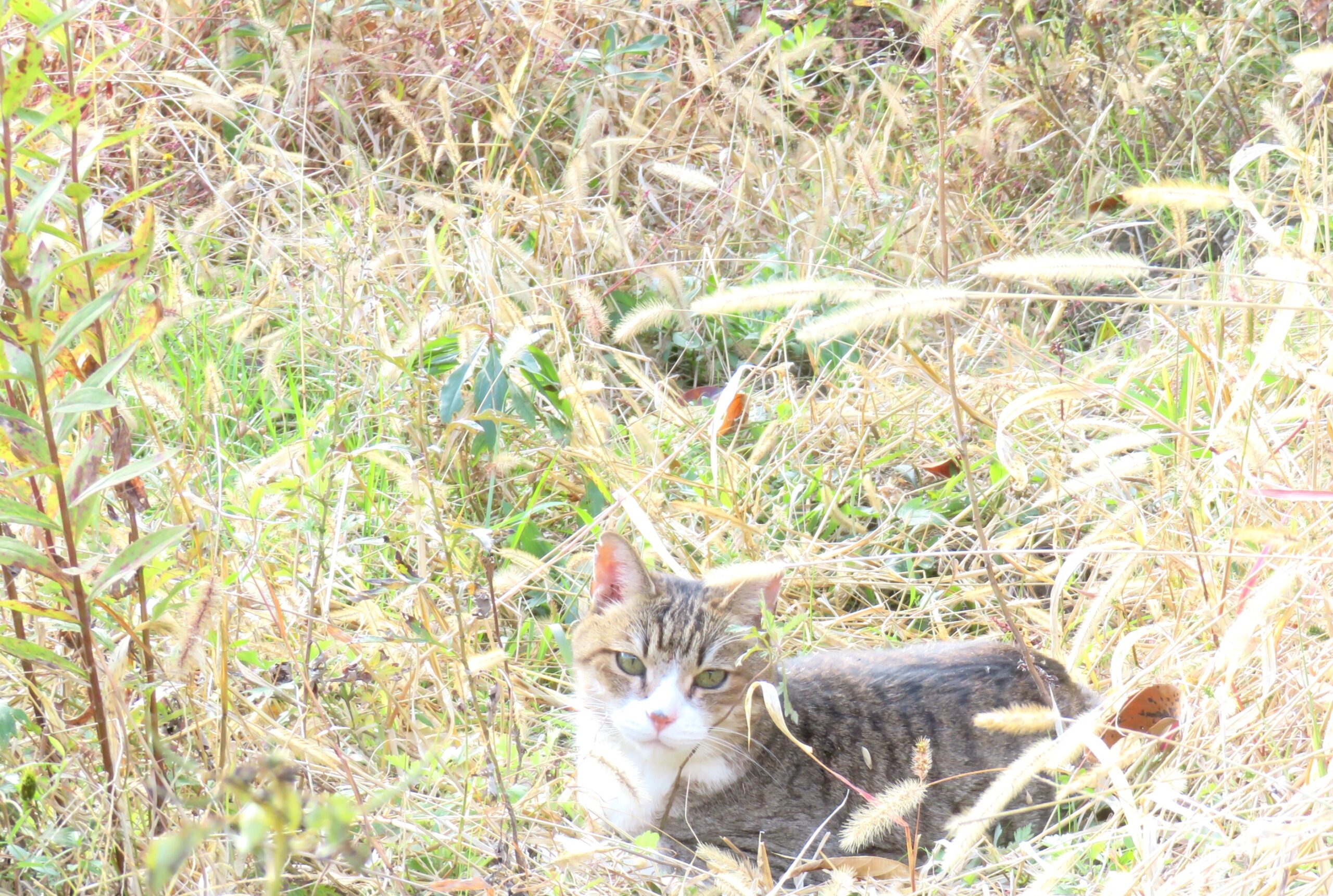 ねこ、風太　ひなたぼっこ